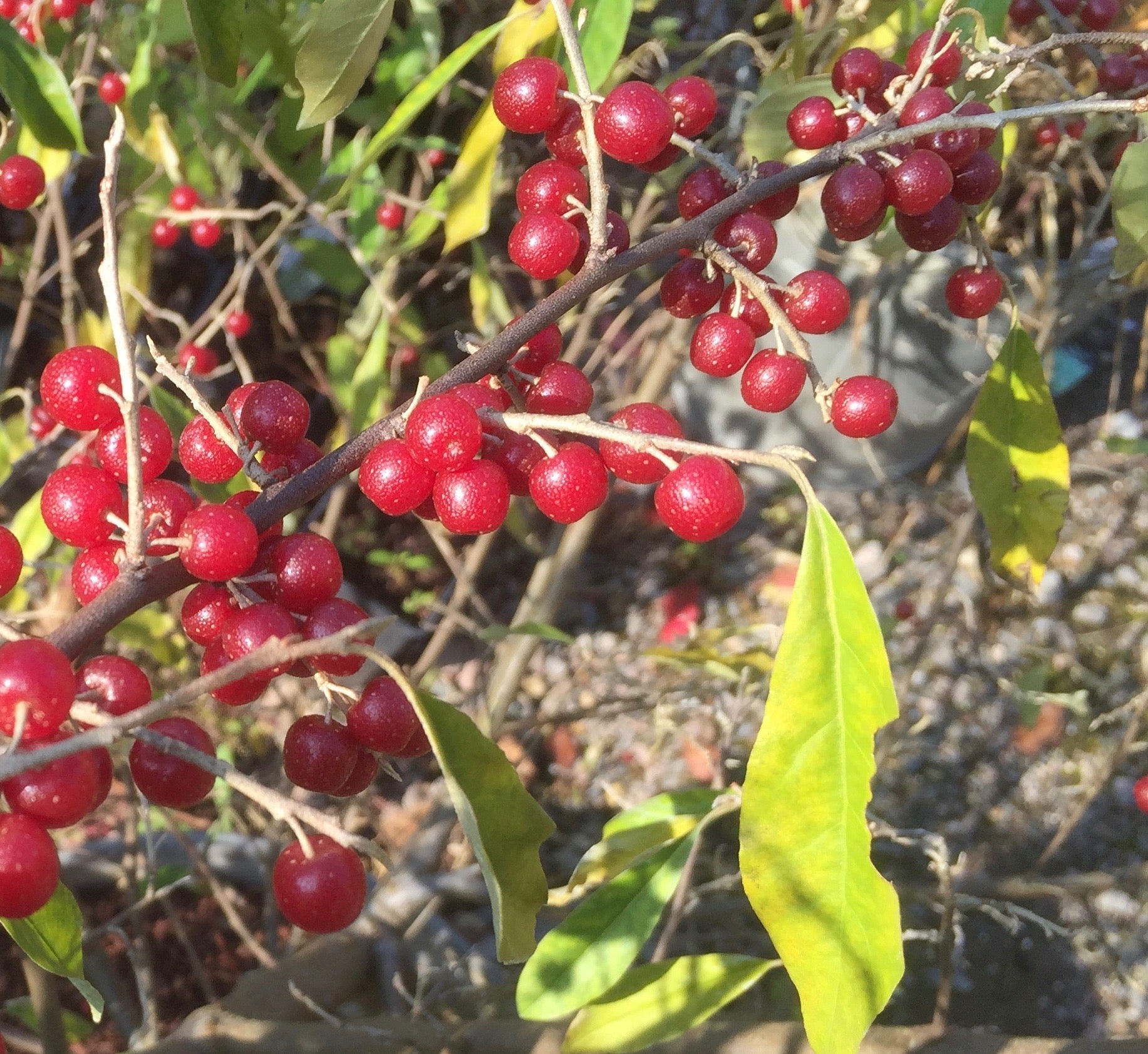 Elaeagnus umbellata