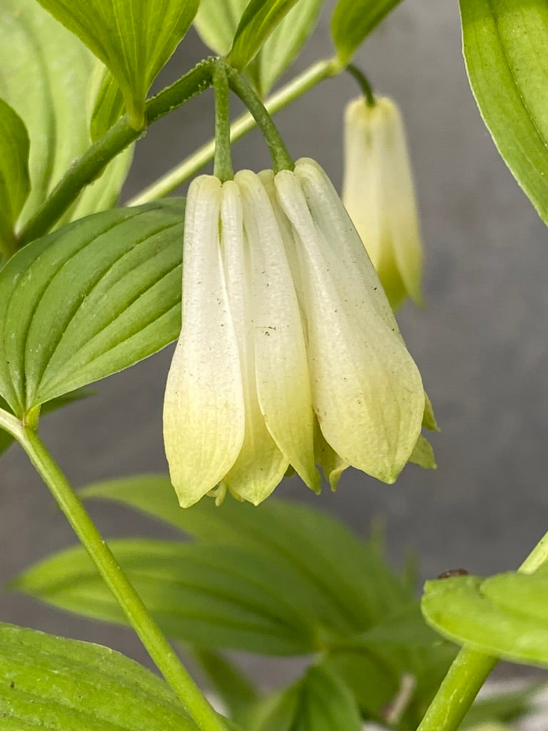 Disporum sessile f. macrophyllum BSWJ 4316