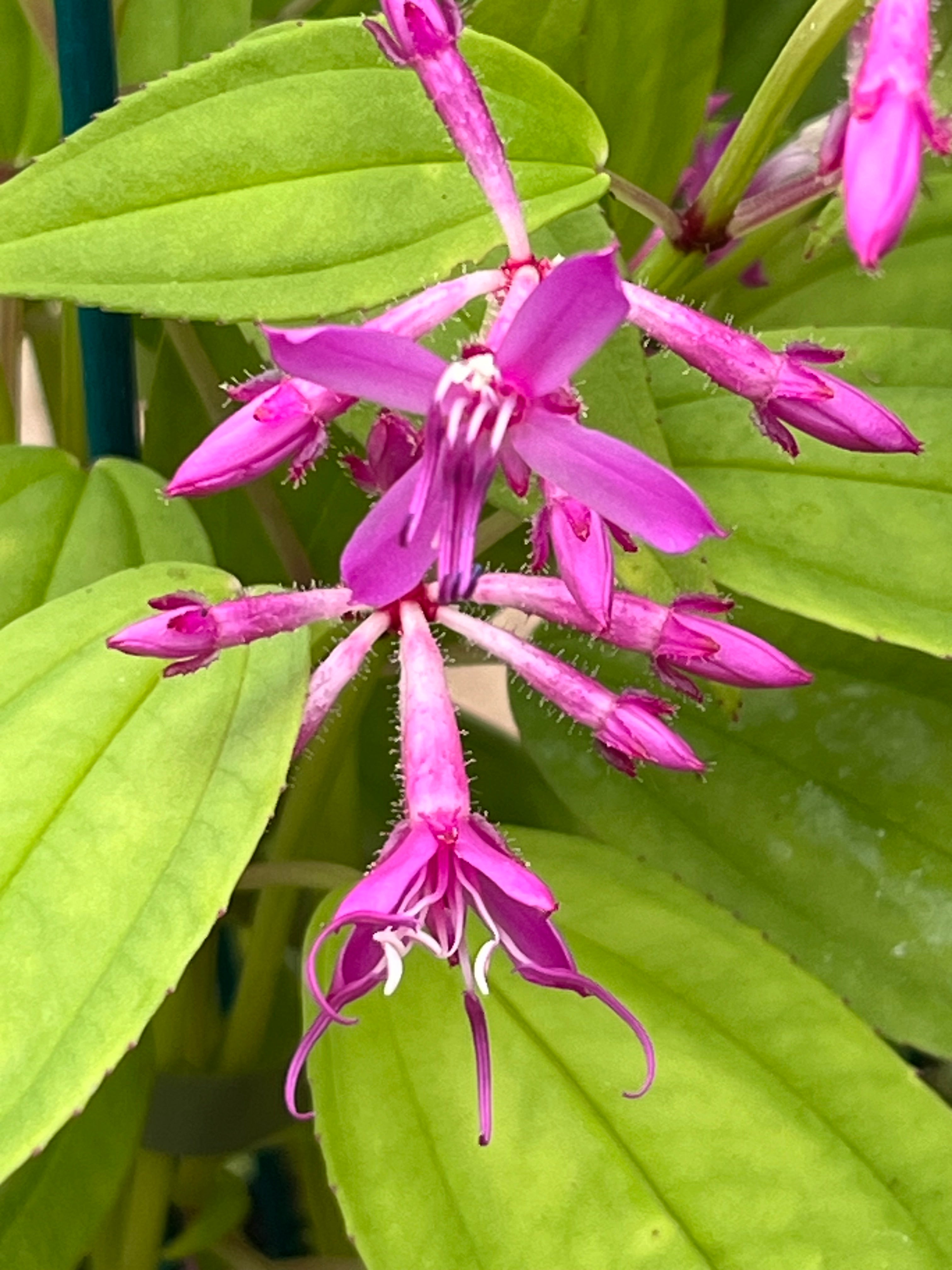 Fordiophyton faberi