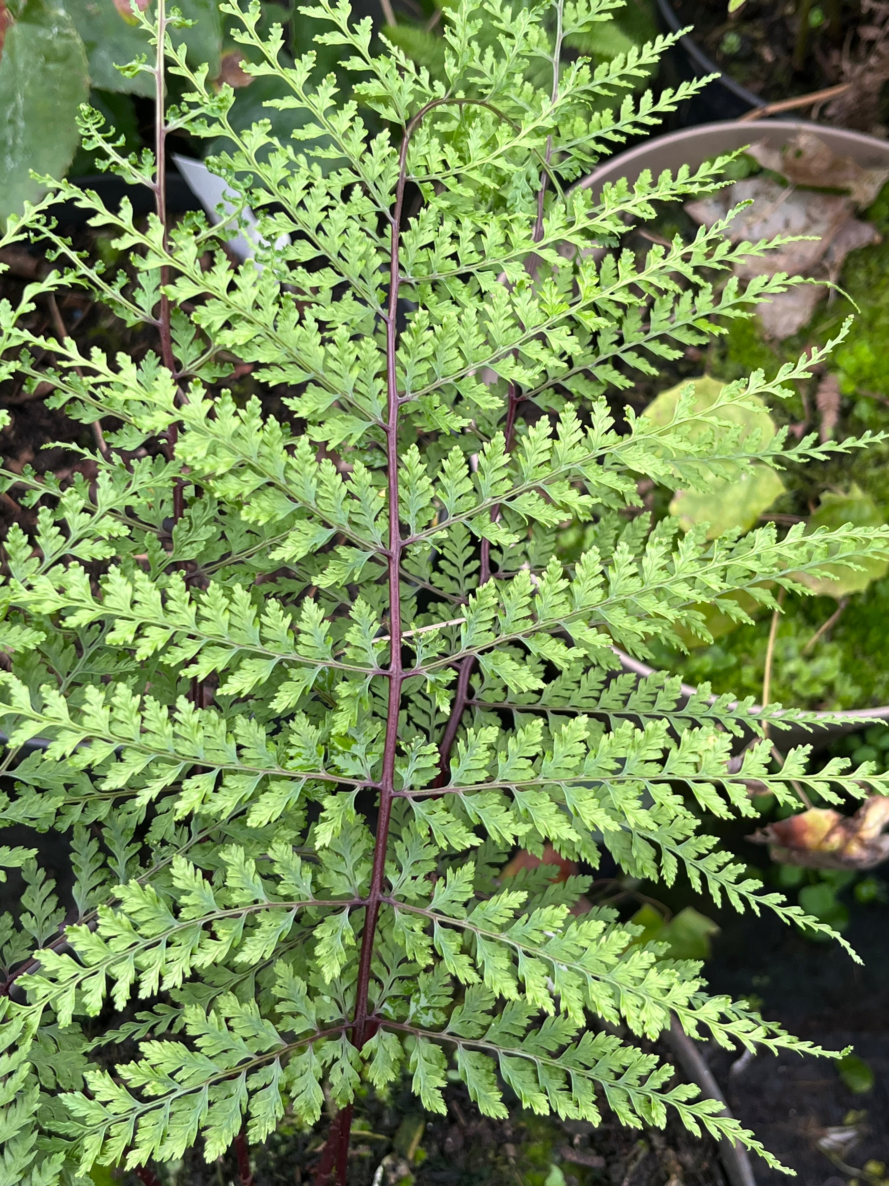 Athyrium minimum