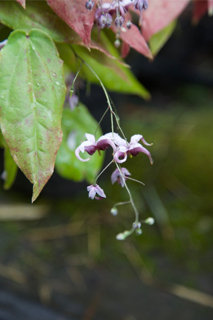 Epimedium acuminatum