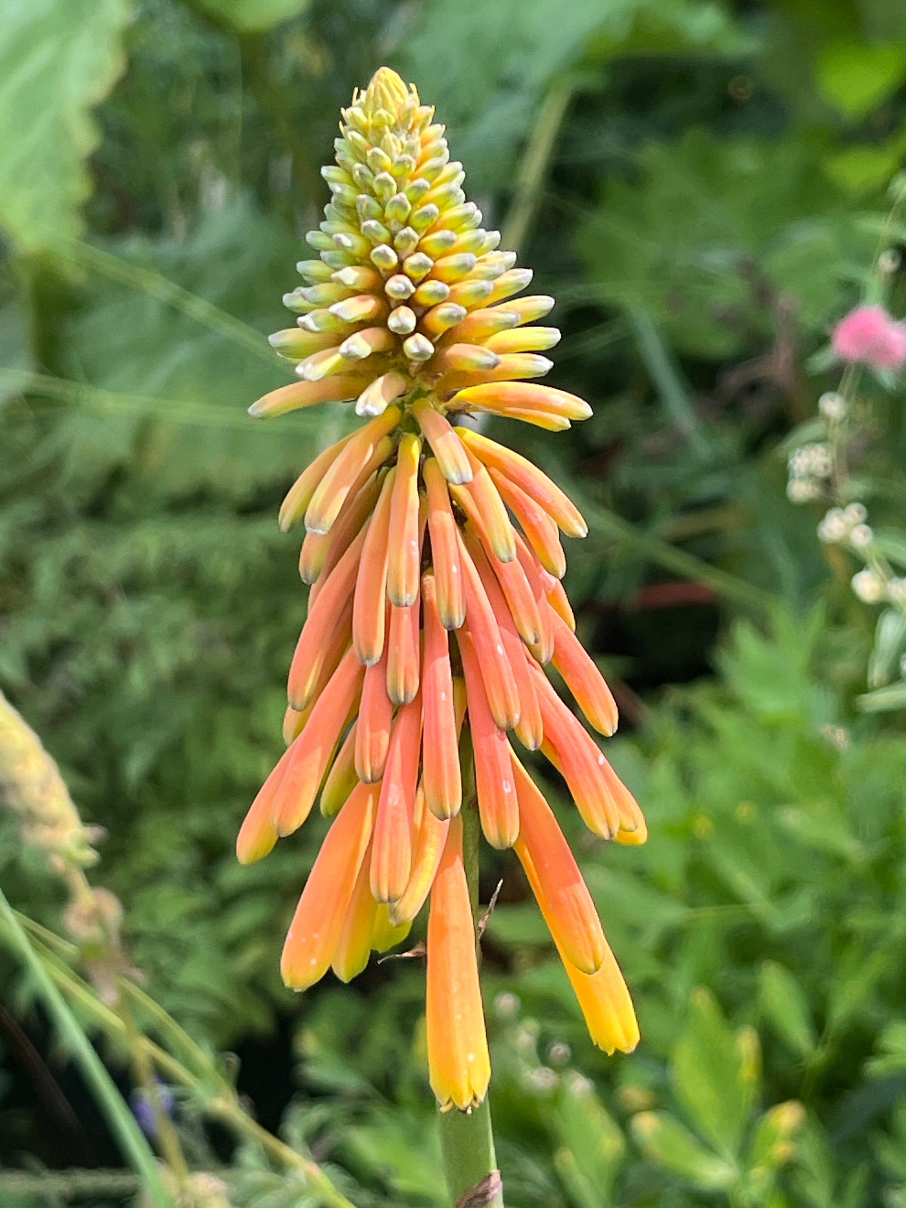 Kniphofia thomsonii 'Kichocheo'