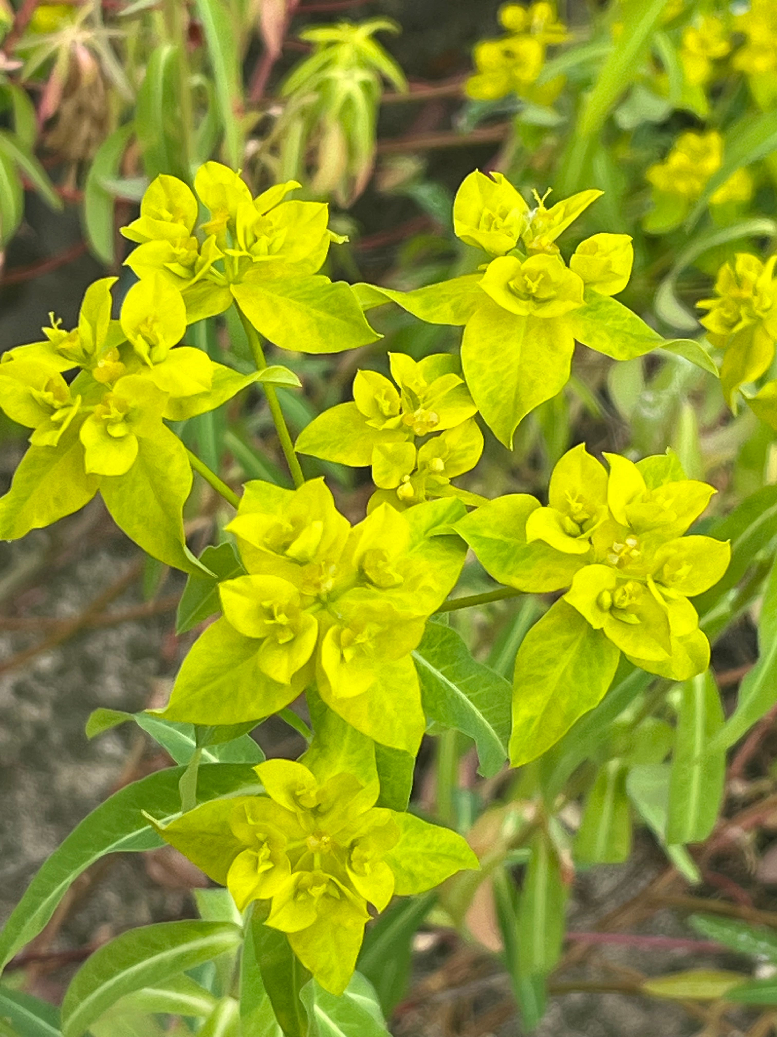 Euphorbia ceratocarpa 'Fromefield Gold'