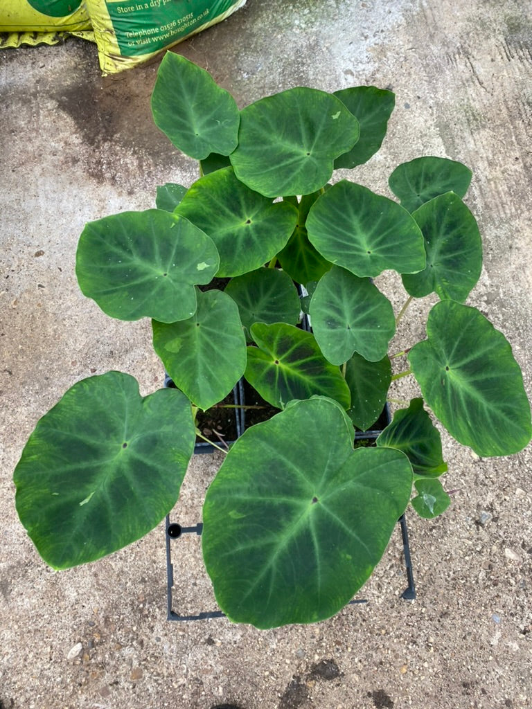 Colocasia gaoligongensis