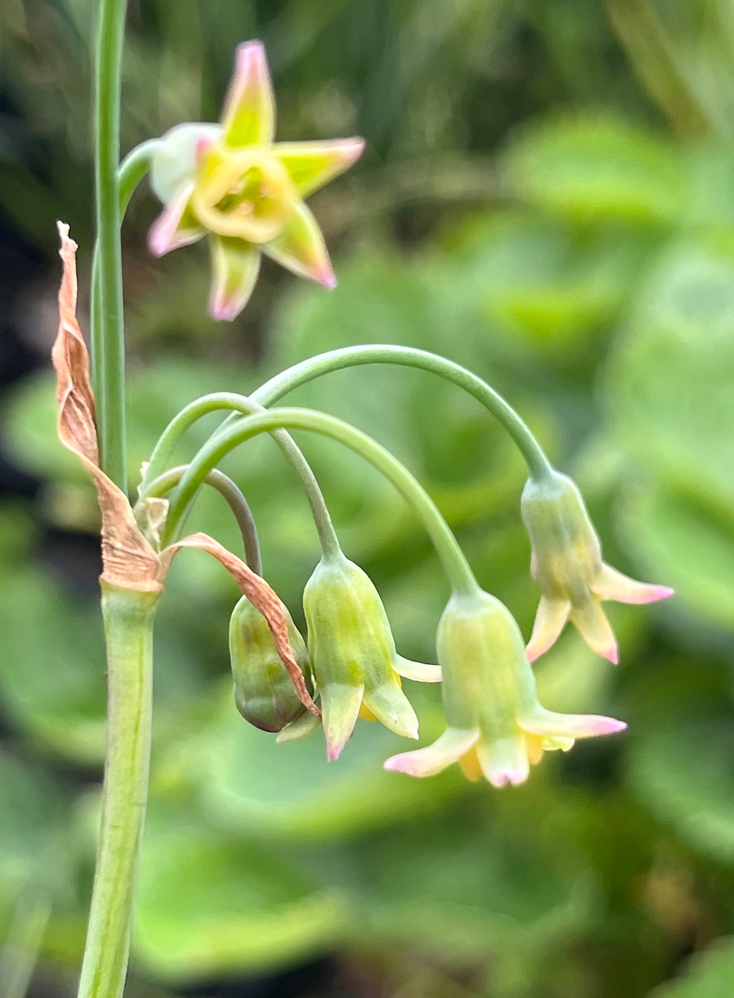 Tulbaghia aff. cernua CDR 199