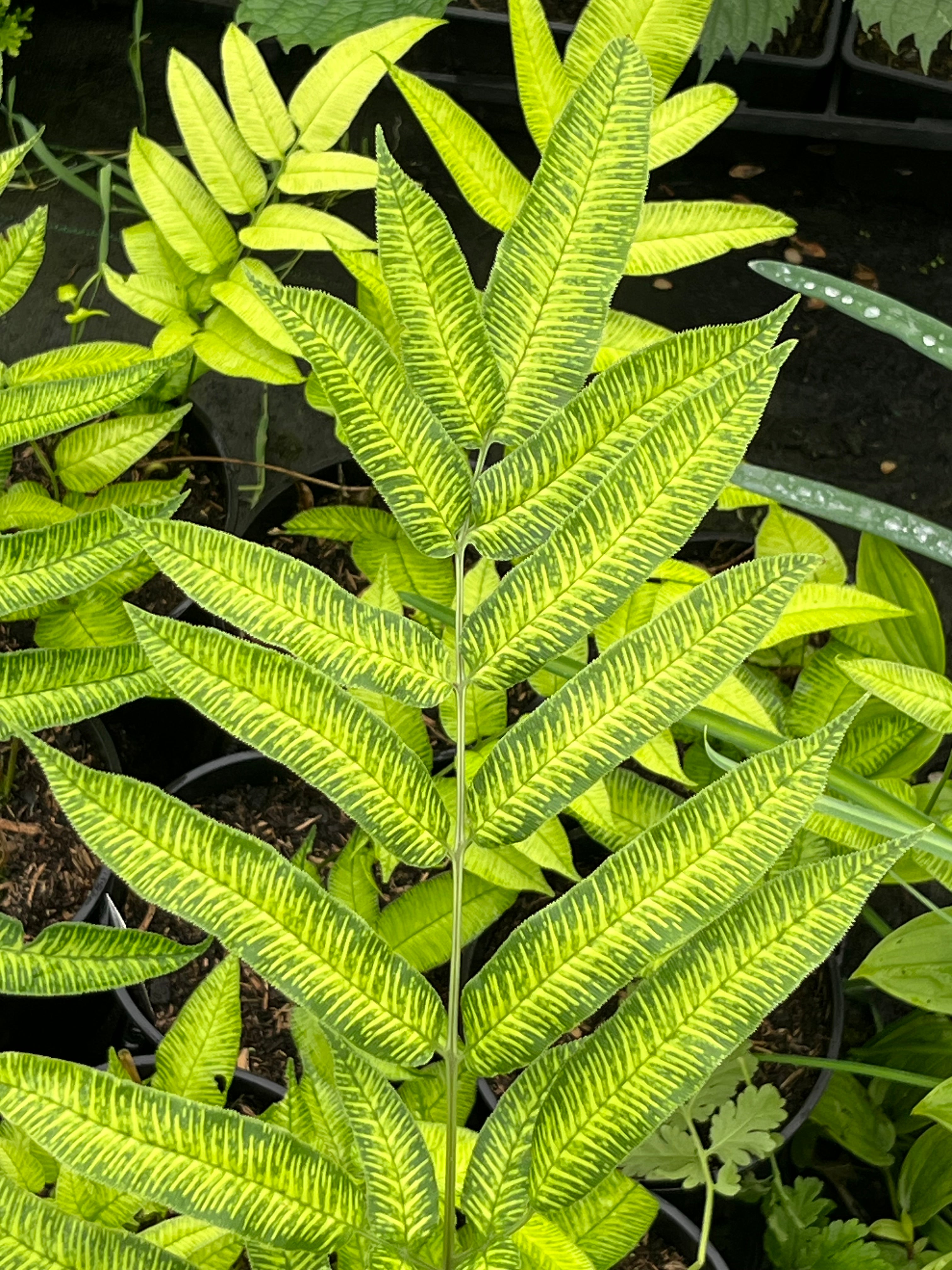 Coniogramme serrulata