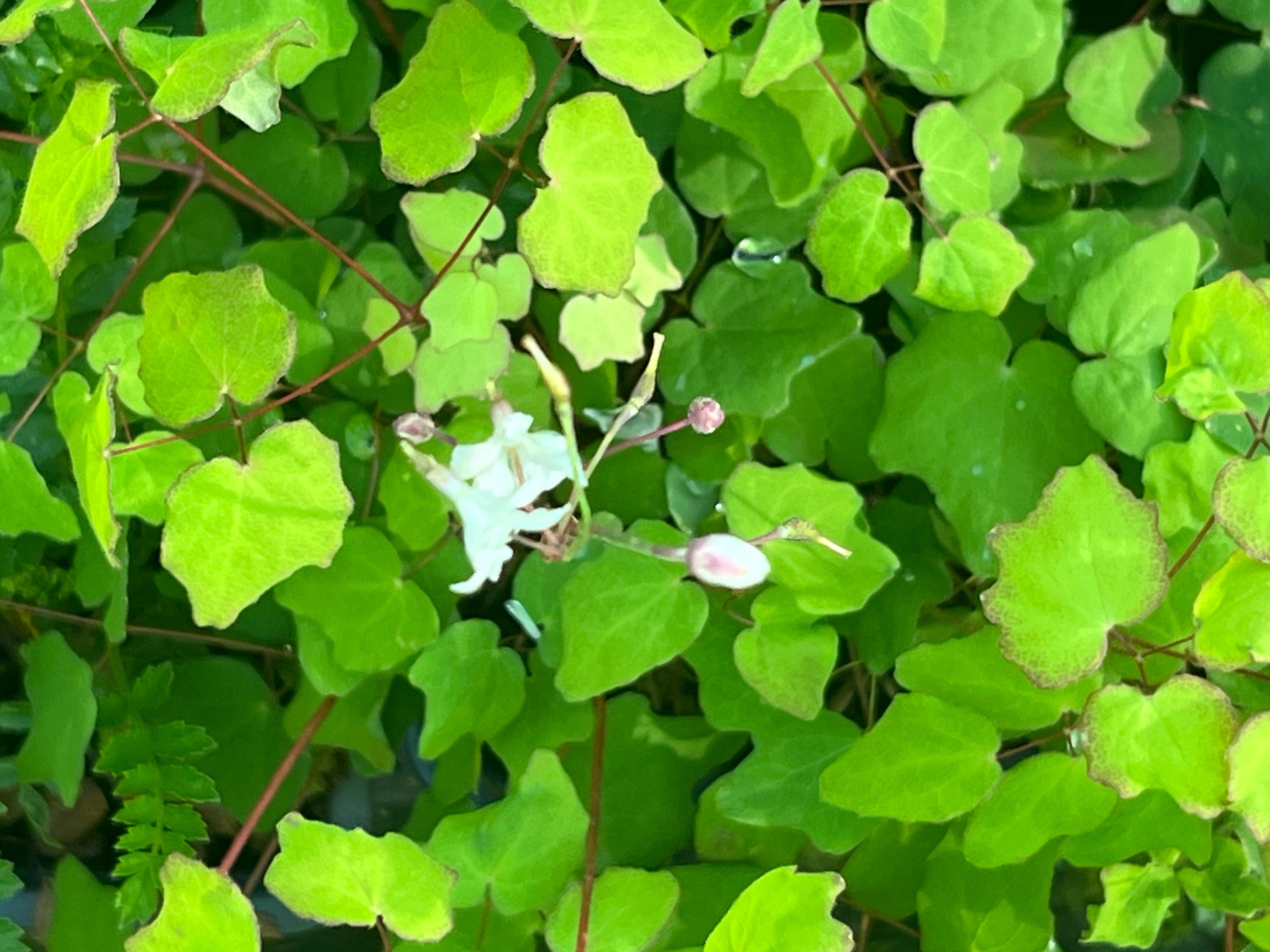 Vancouveria hexandra