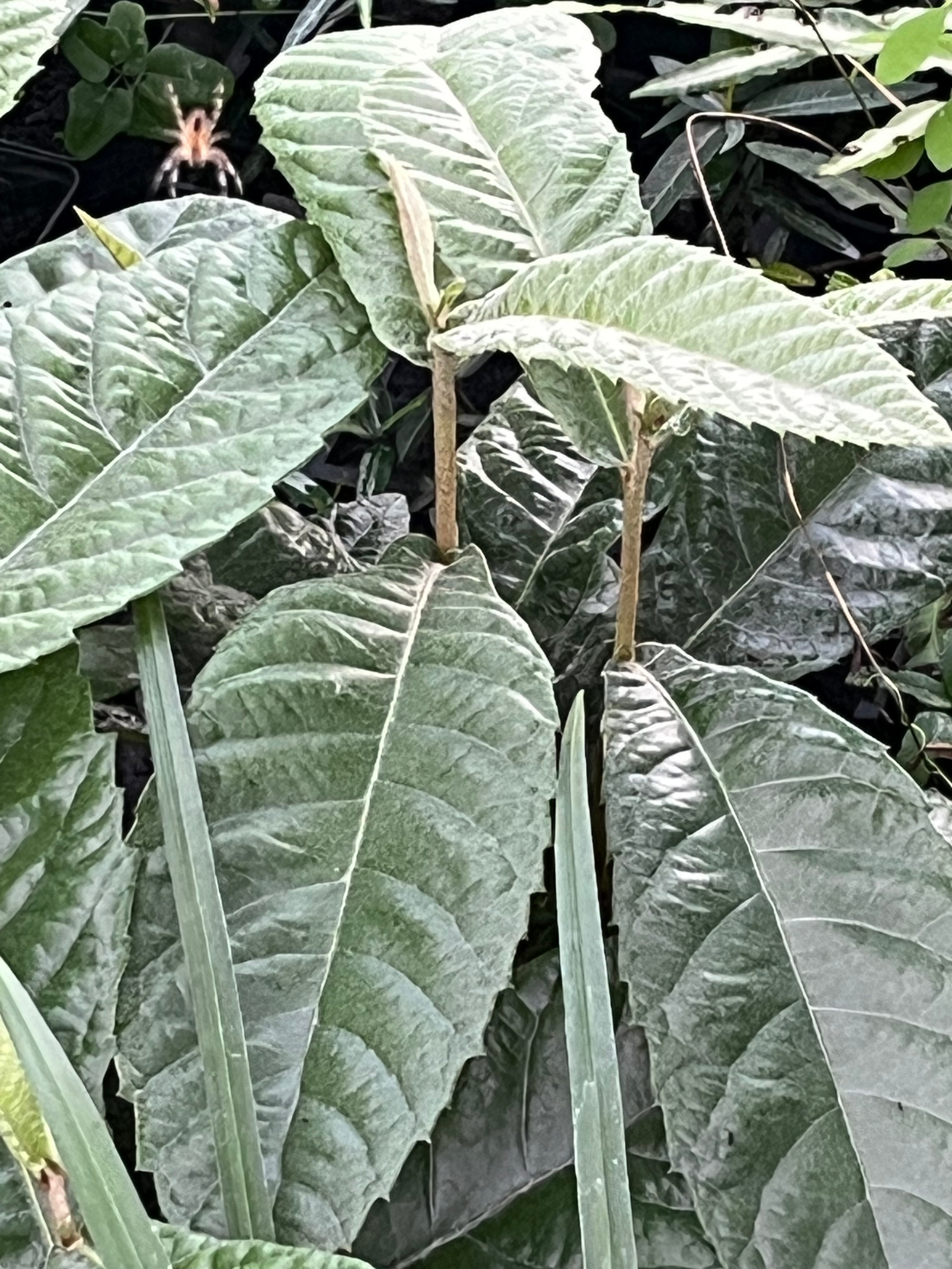 Eriobotrya japonica