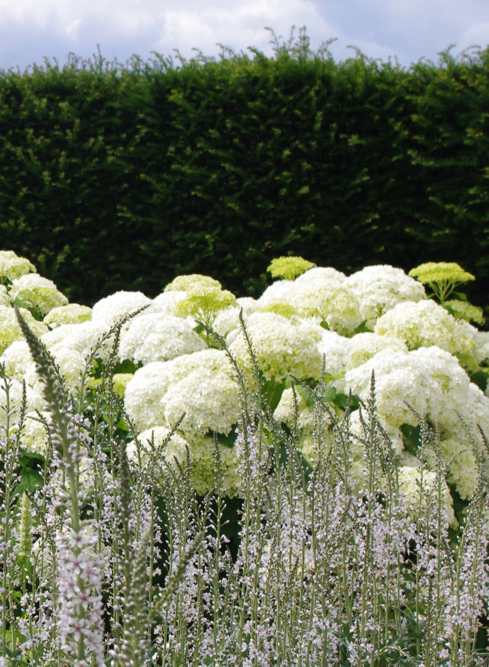 Hydrangea arborescens ‘Annabelle’ AGM