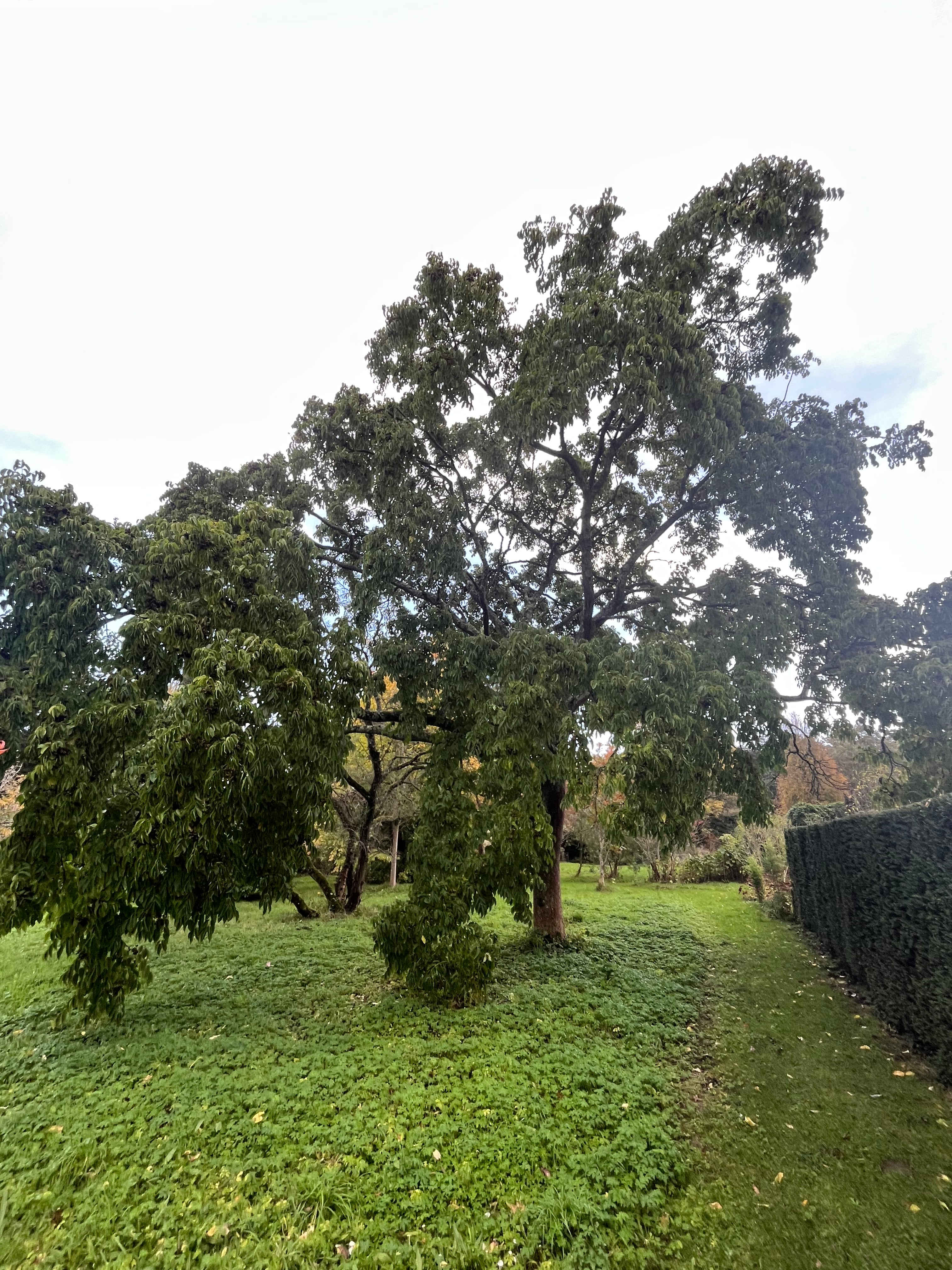 Phellodendron amurense
