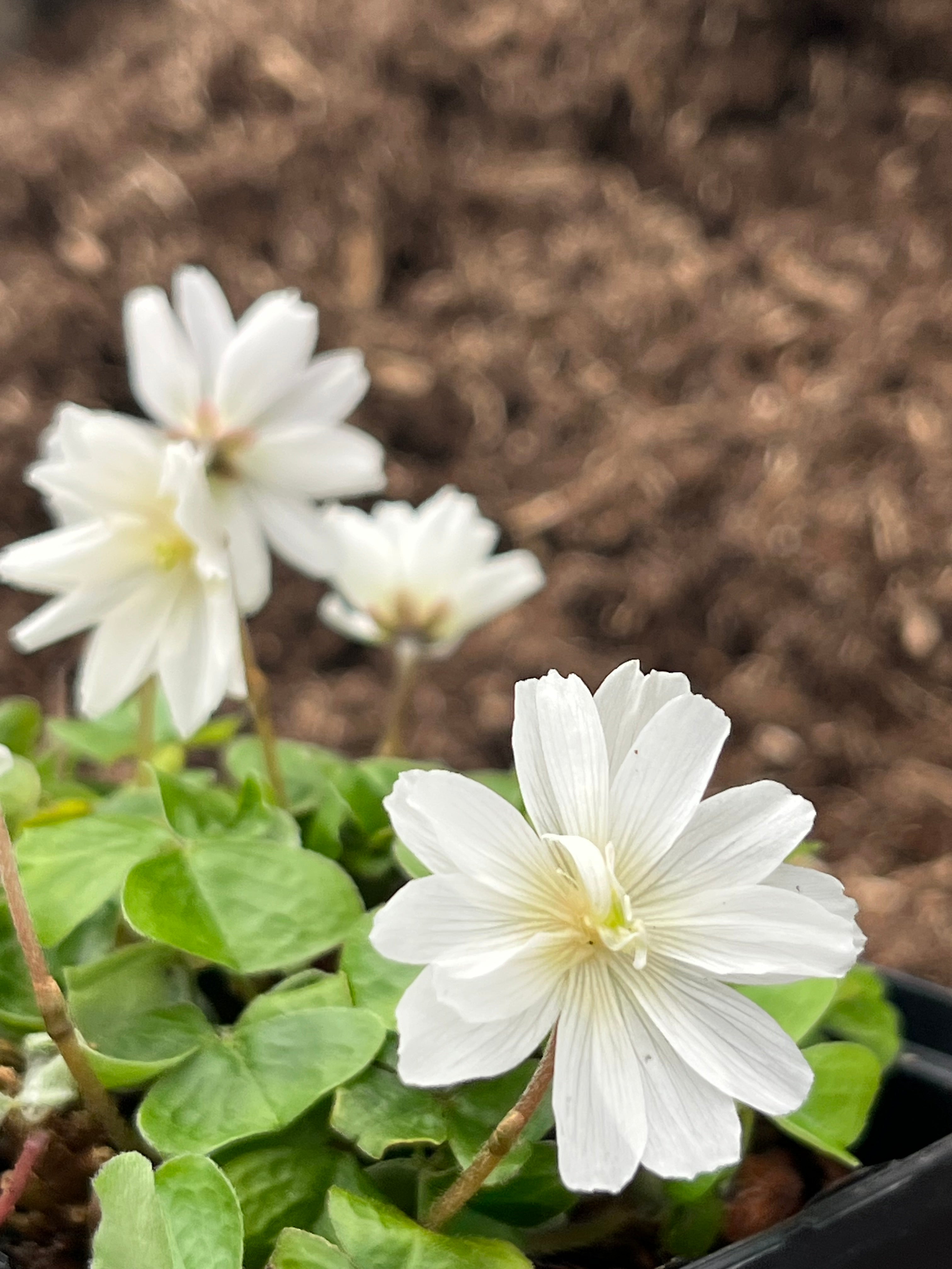 Oxalis griffithii 'Snowflake'