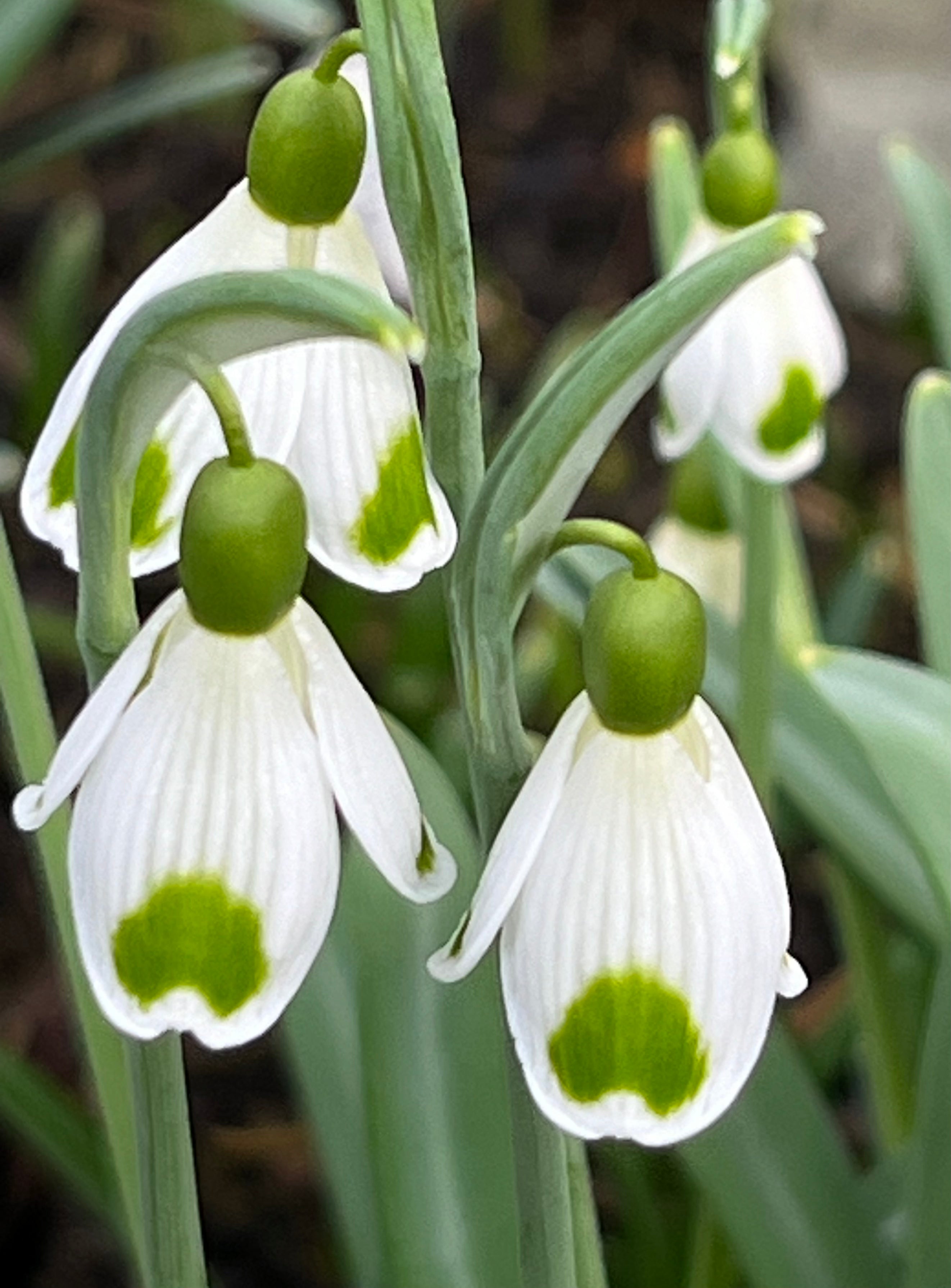 Galanthus ‘Trympostor’