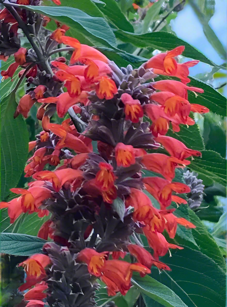 Colquhounia coccinea 'Nepalese Flame'