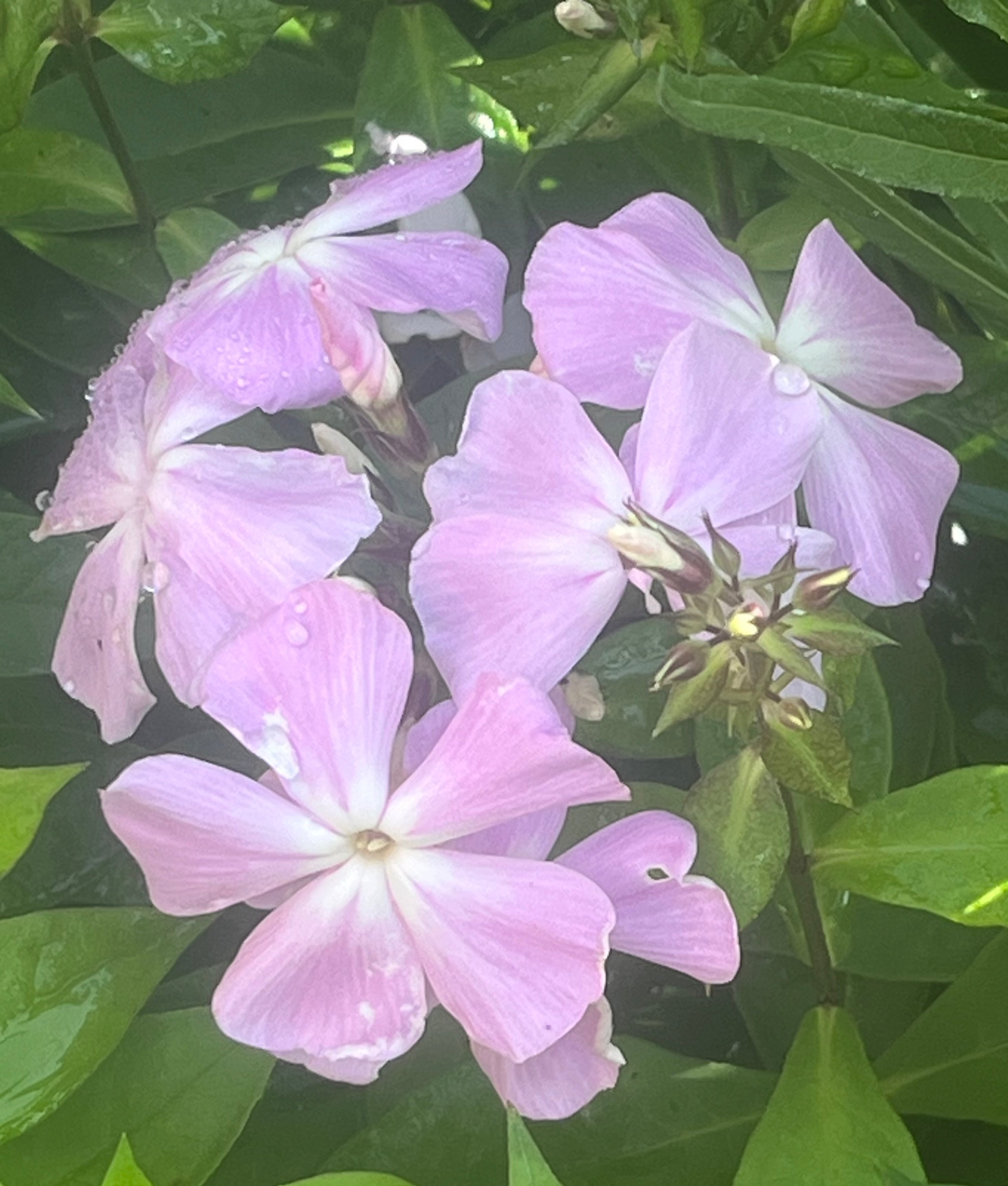 Phlox paniculata ‘Ksenija'