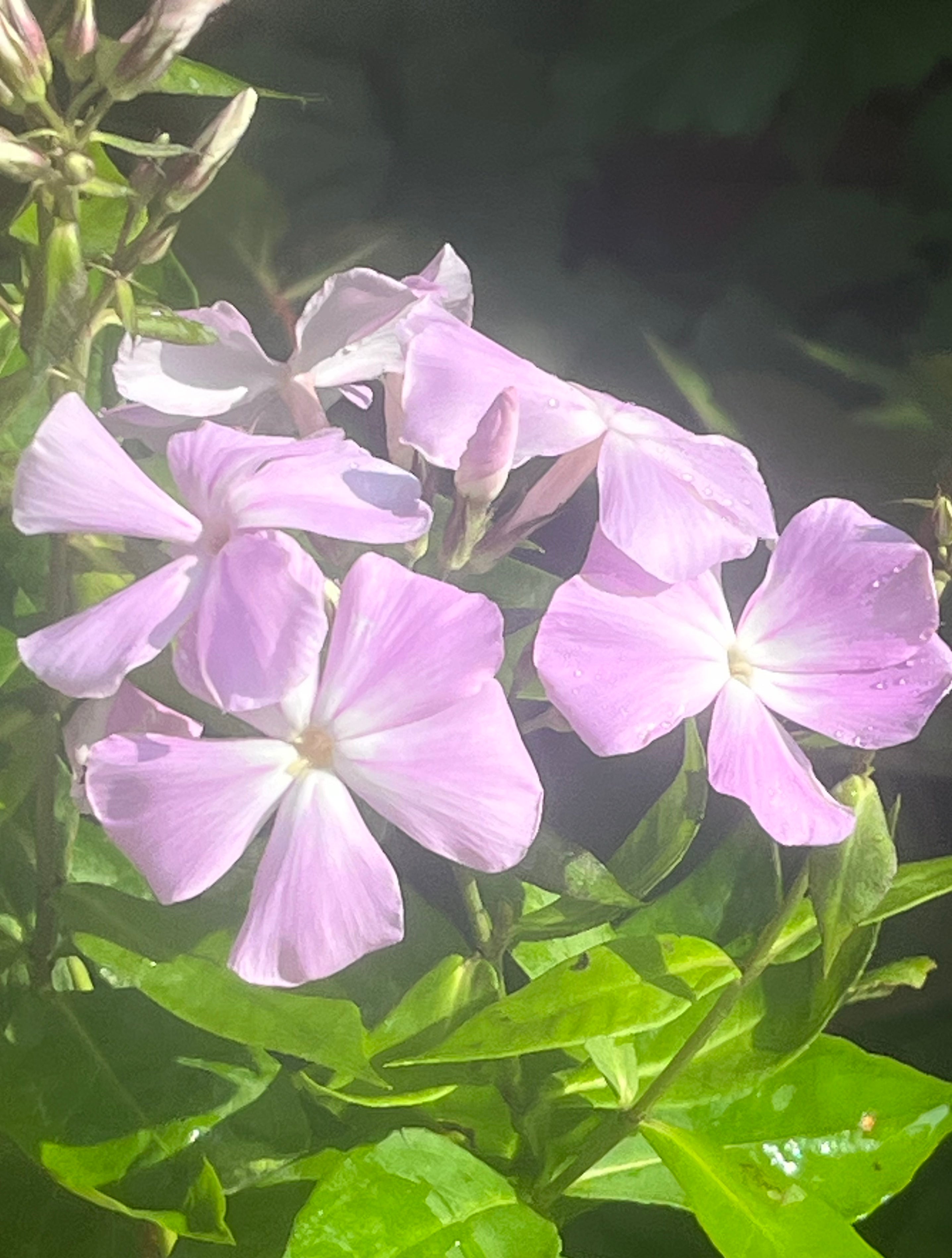 Phlox paniculata ‘Ksenija'