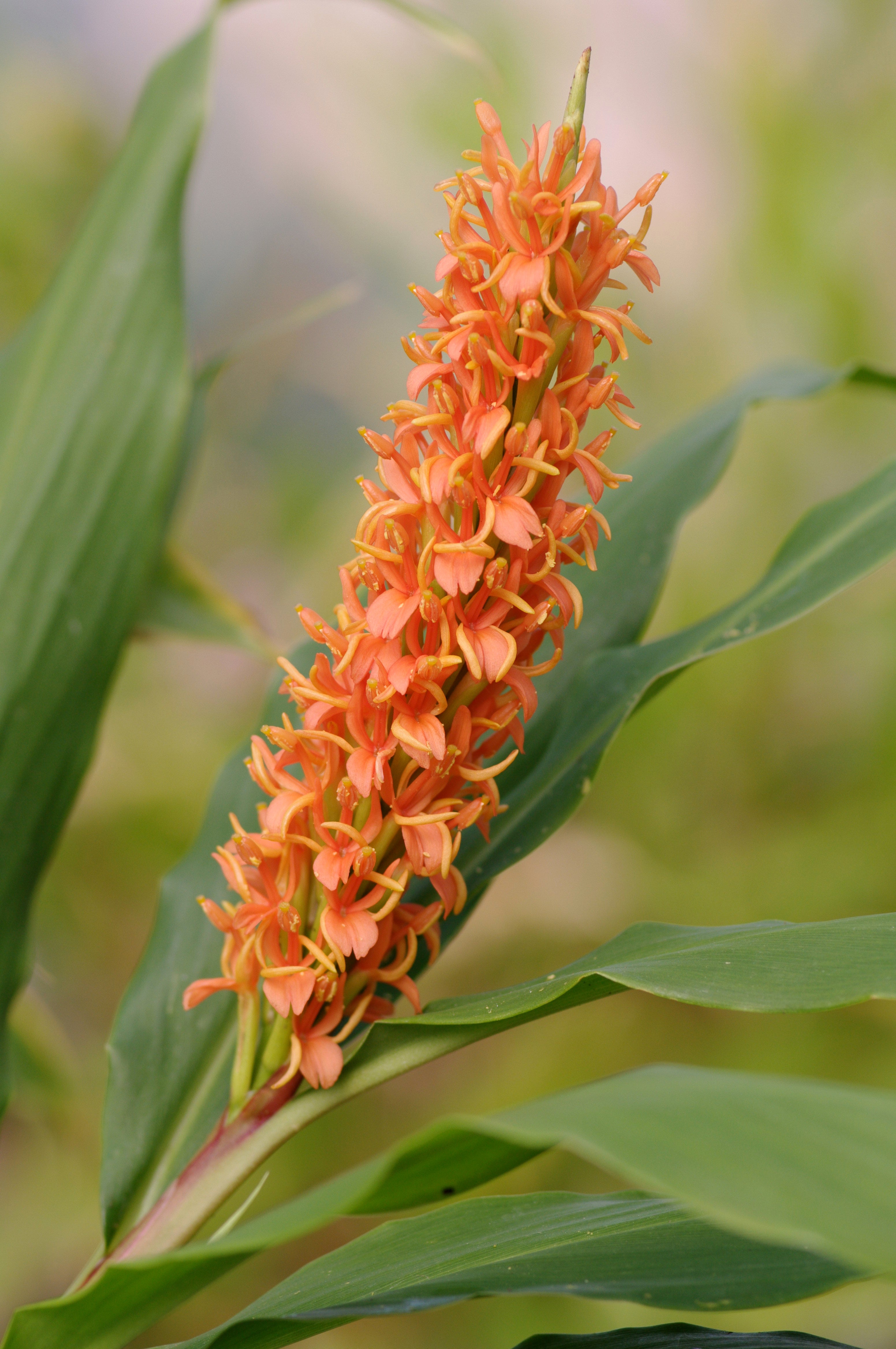 Hedychium densiflorum ‘Ex Arunachal Pradesh