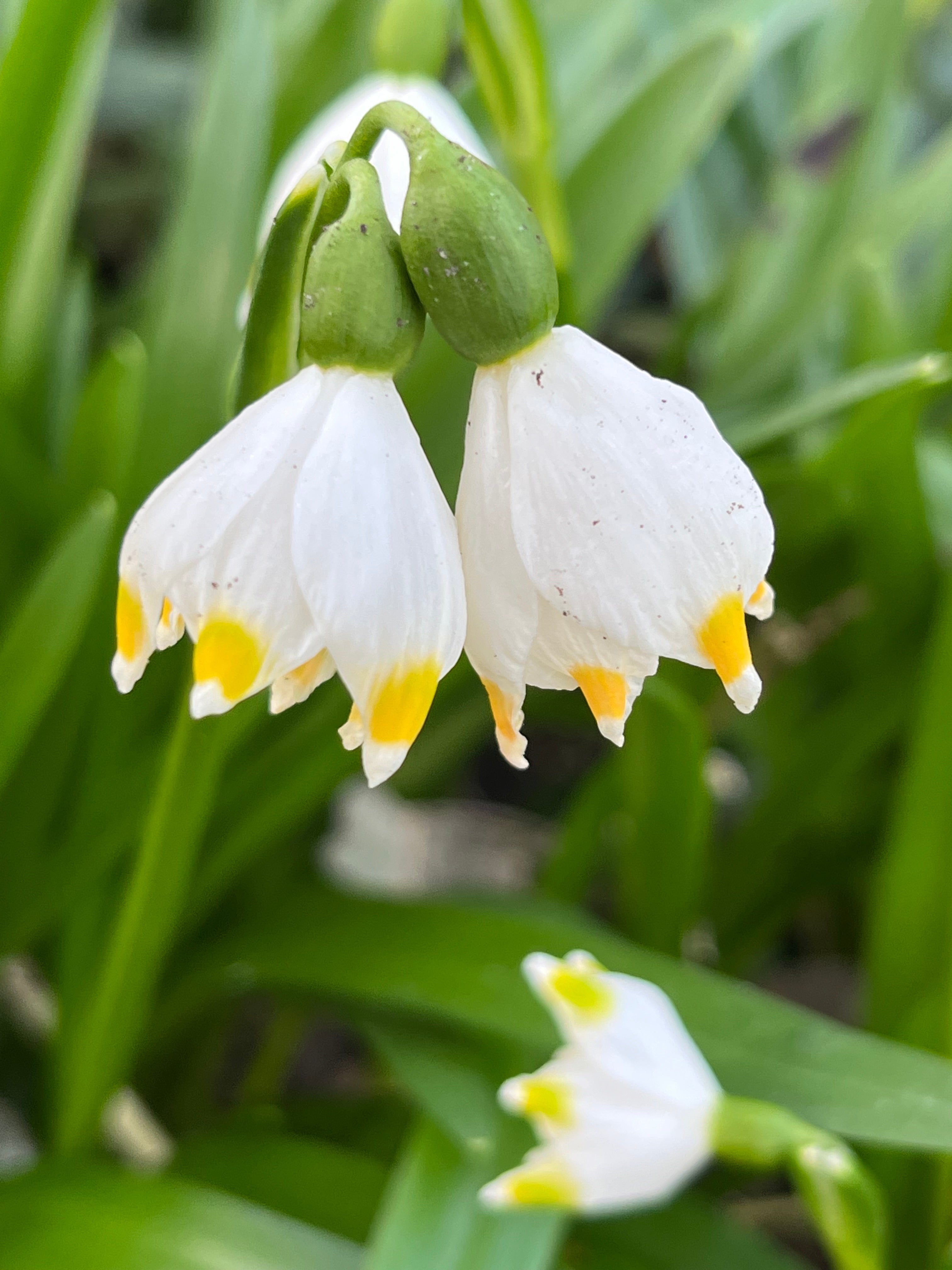 Leucojum vernum caucasicum