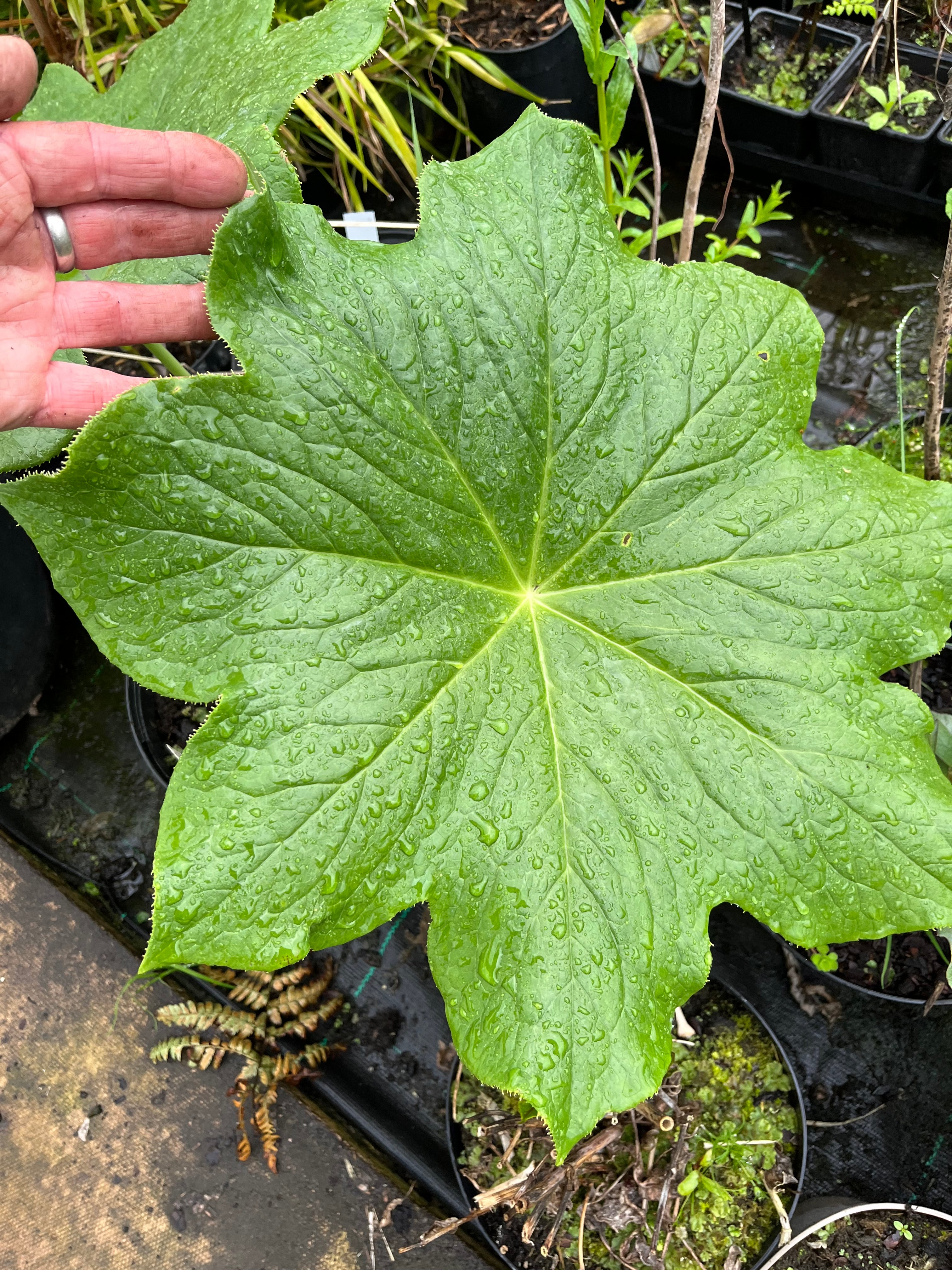 Podophyllum mairei