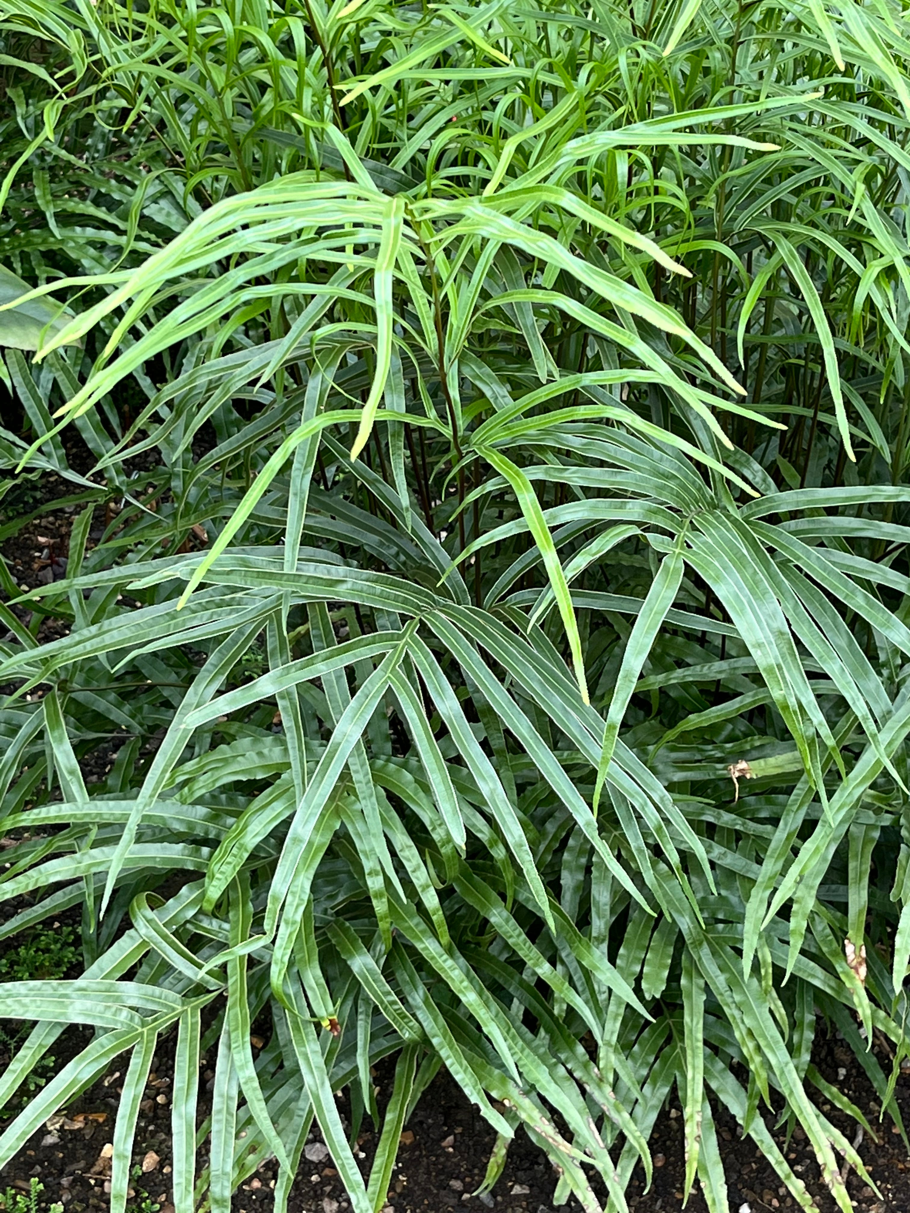 Pteris umbrosa