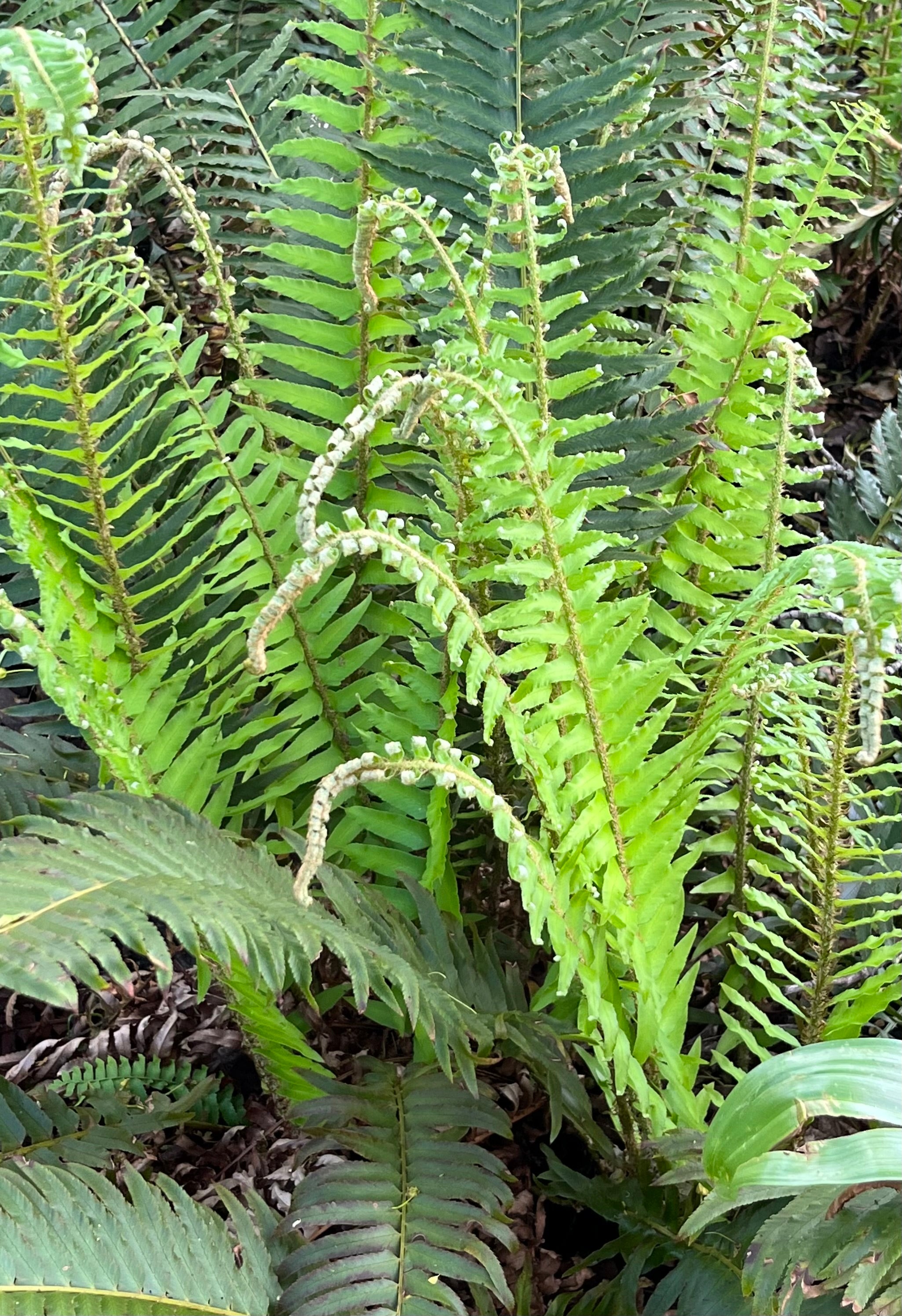 Polystichum munitum AGM