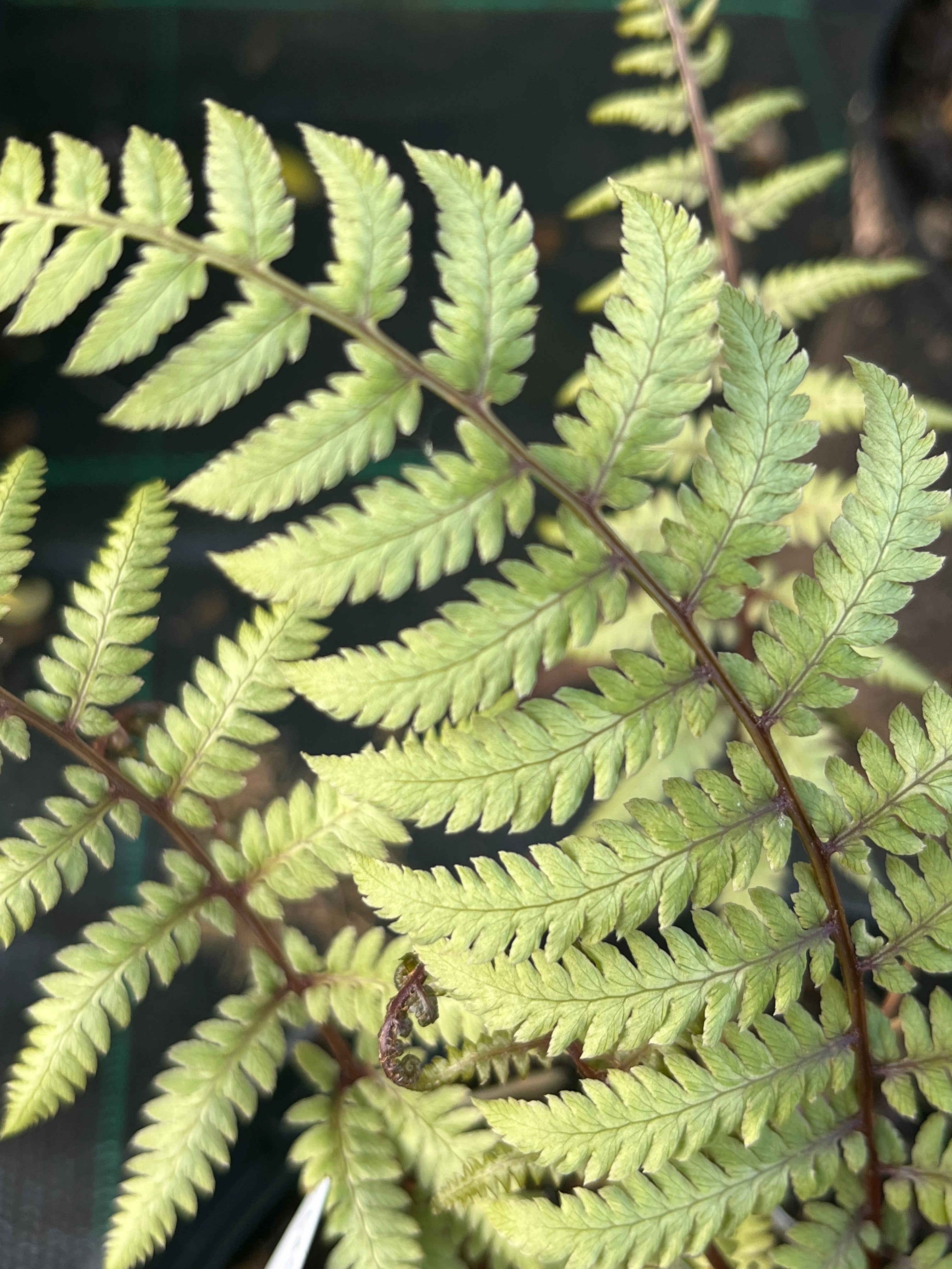 Athyrium x 'Branford Beauty'