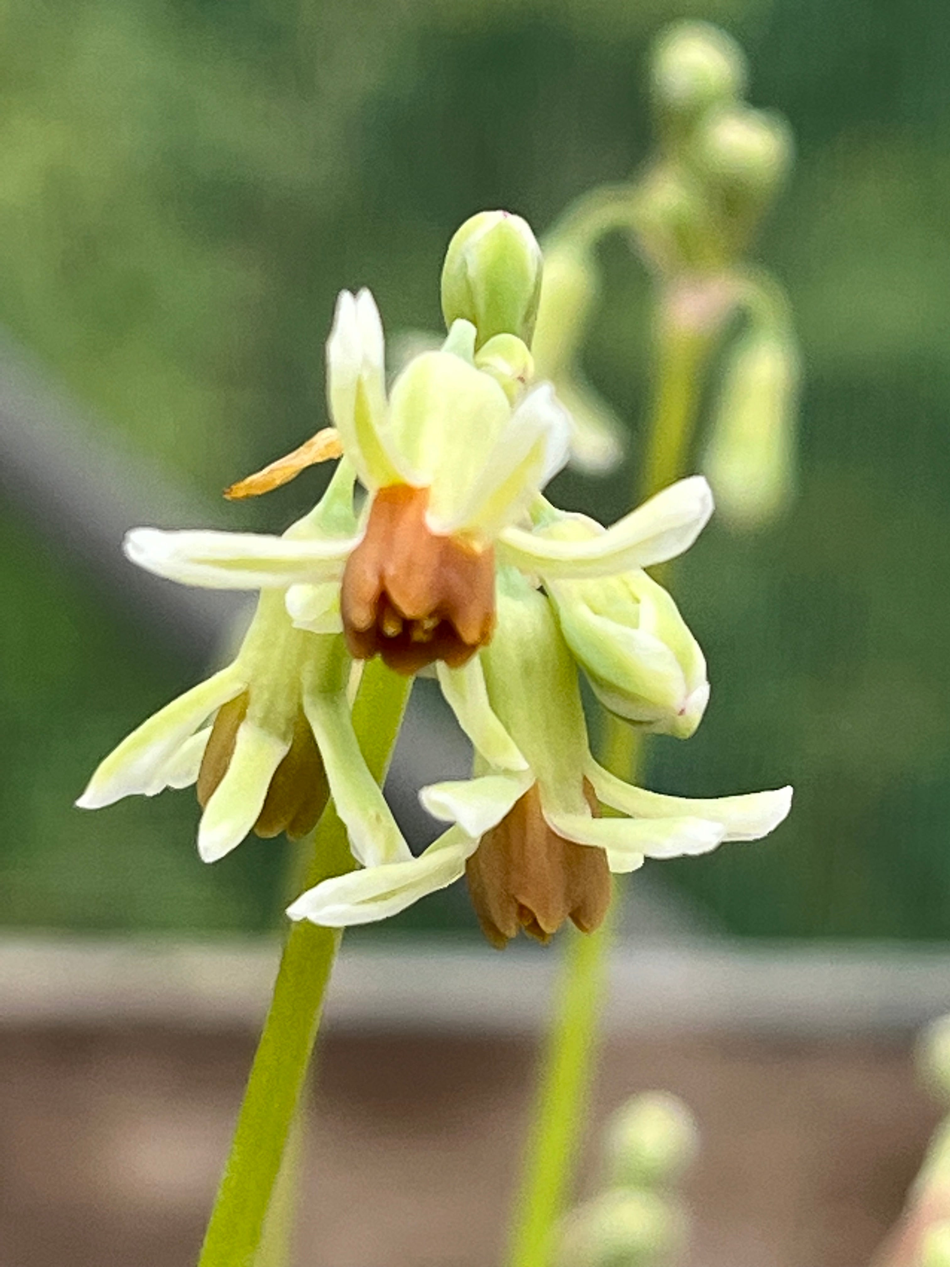 Tulbaghia leucantha