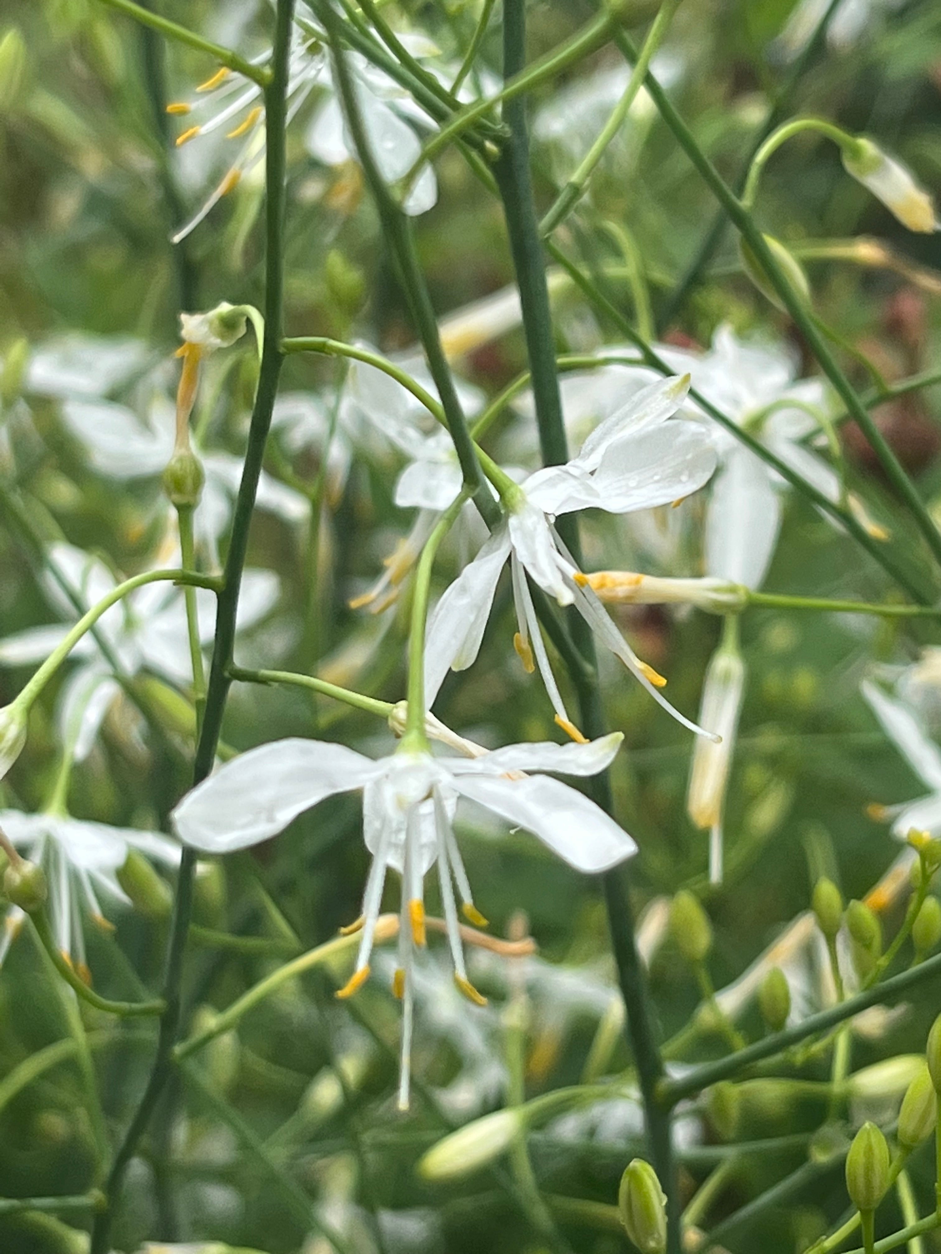 Anthericum ramosum