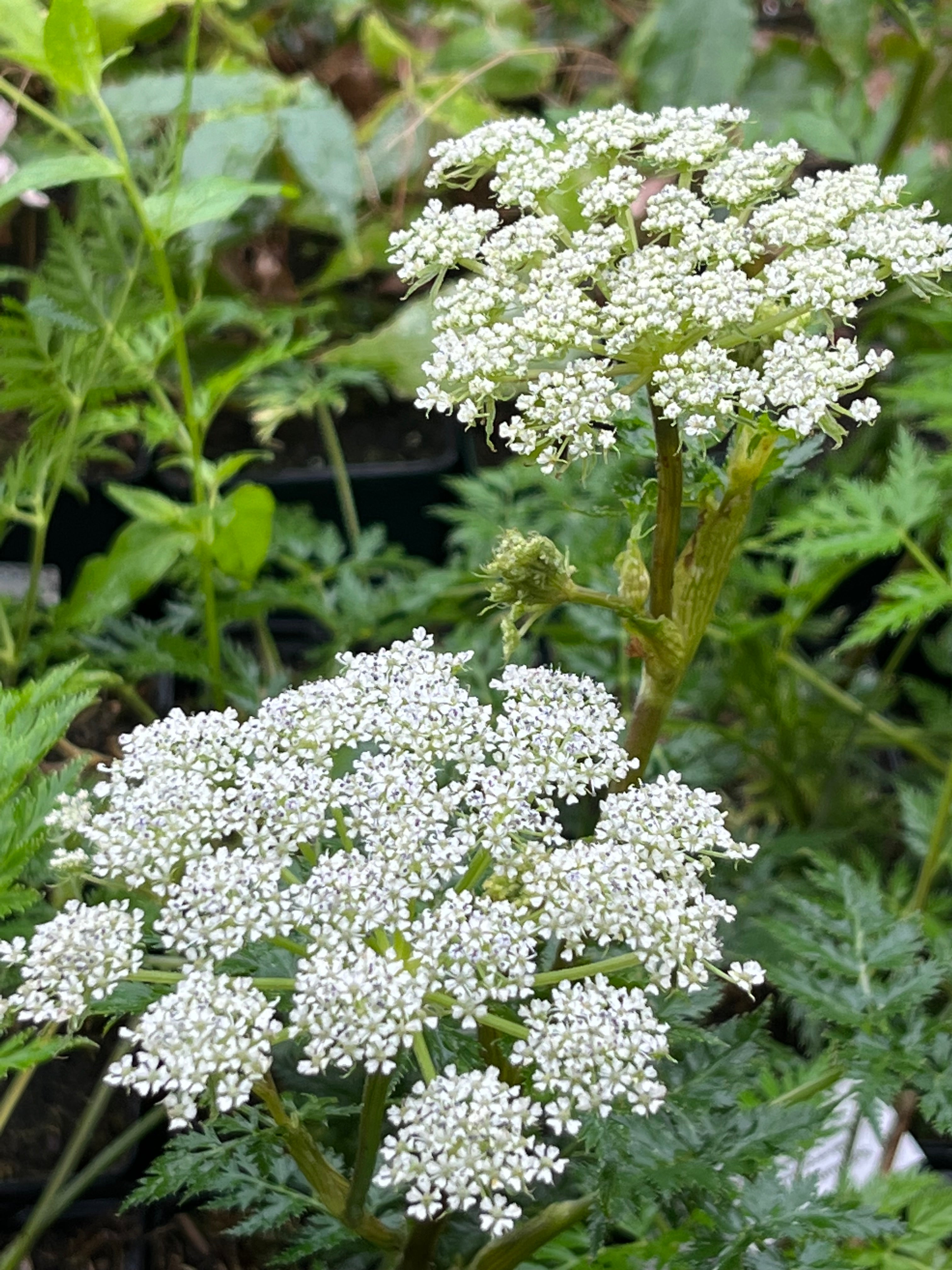 Selinum carvifolia