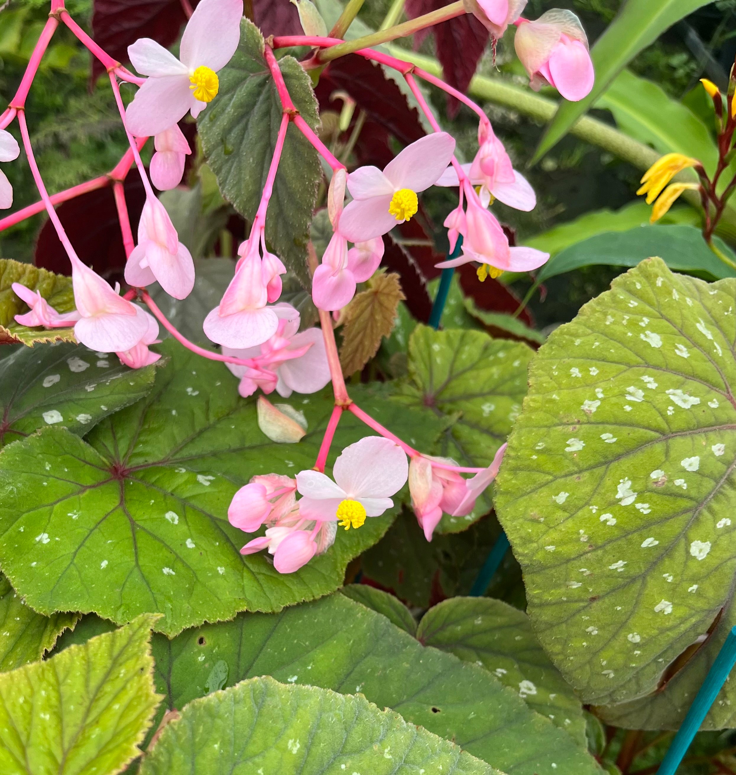 Begonia grandis &#39;Bells &amp; Whistles&#39;