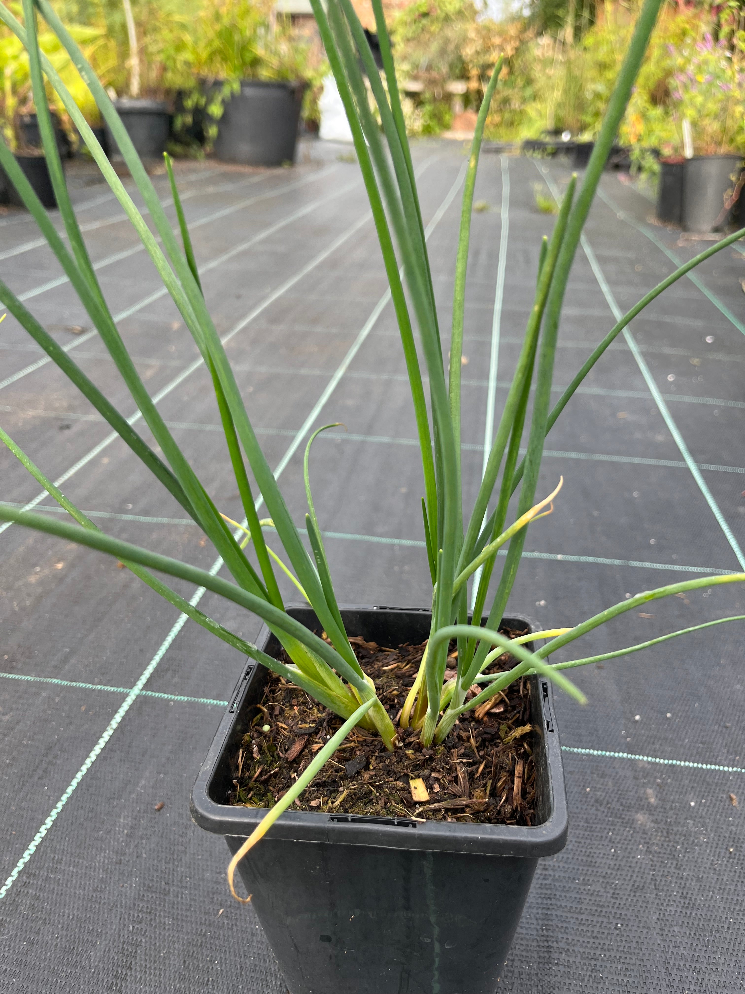 Allium cepa ‘Perutile’ EVERLASTING ONION