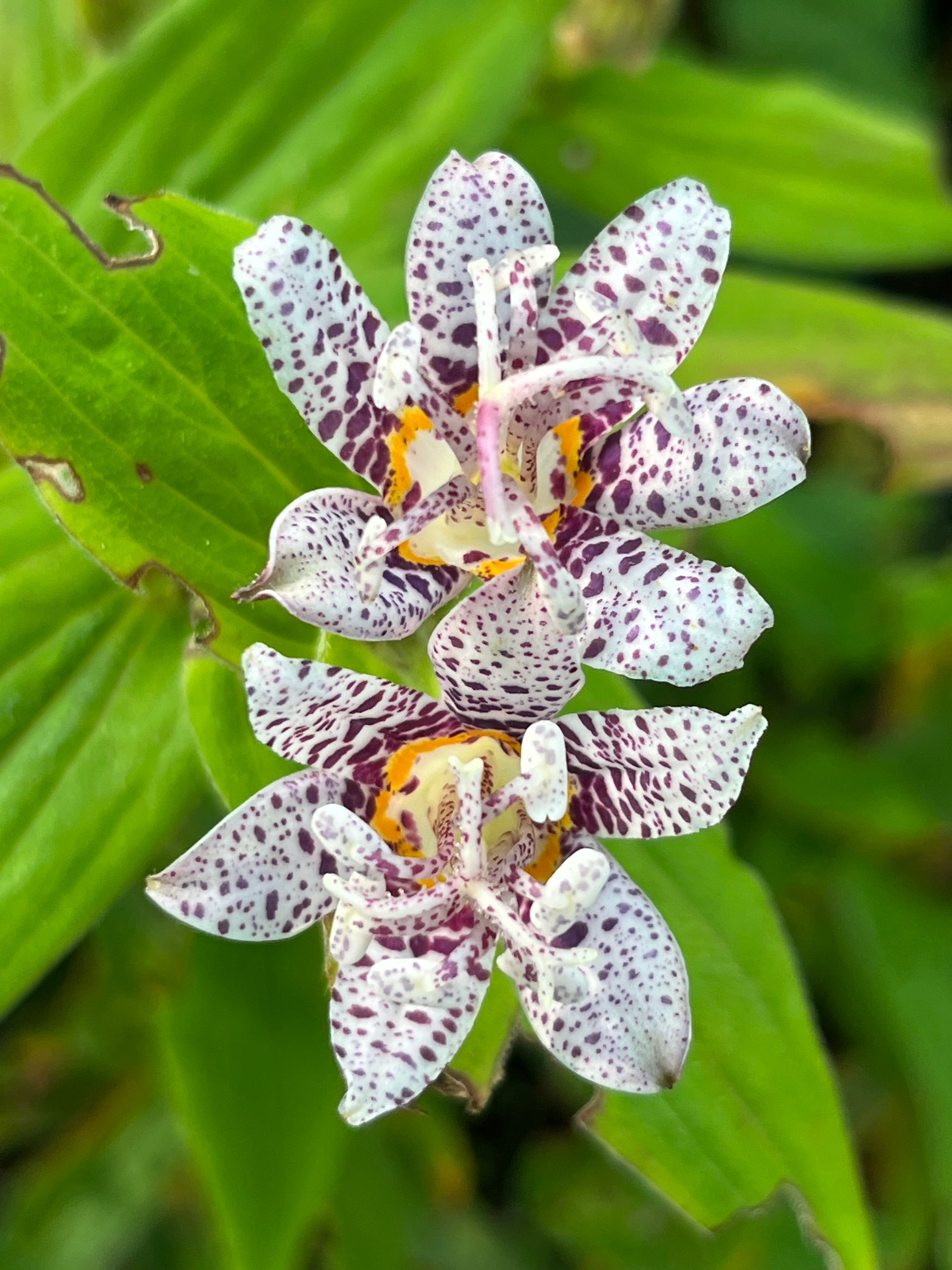 Tricyrtis hirta ‘Myazaki&#39;