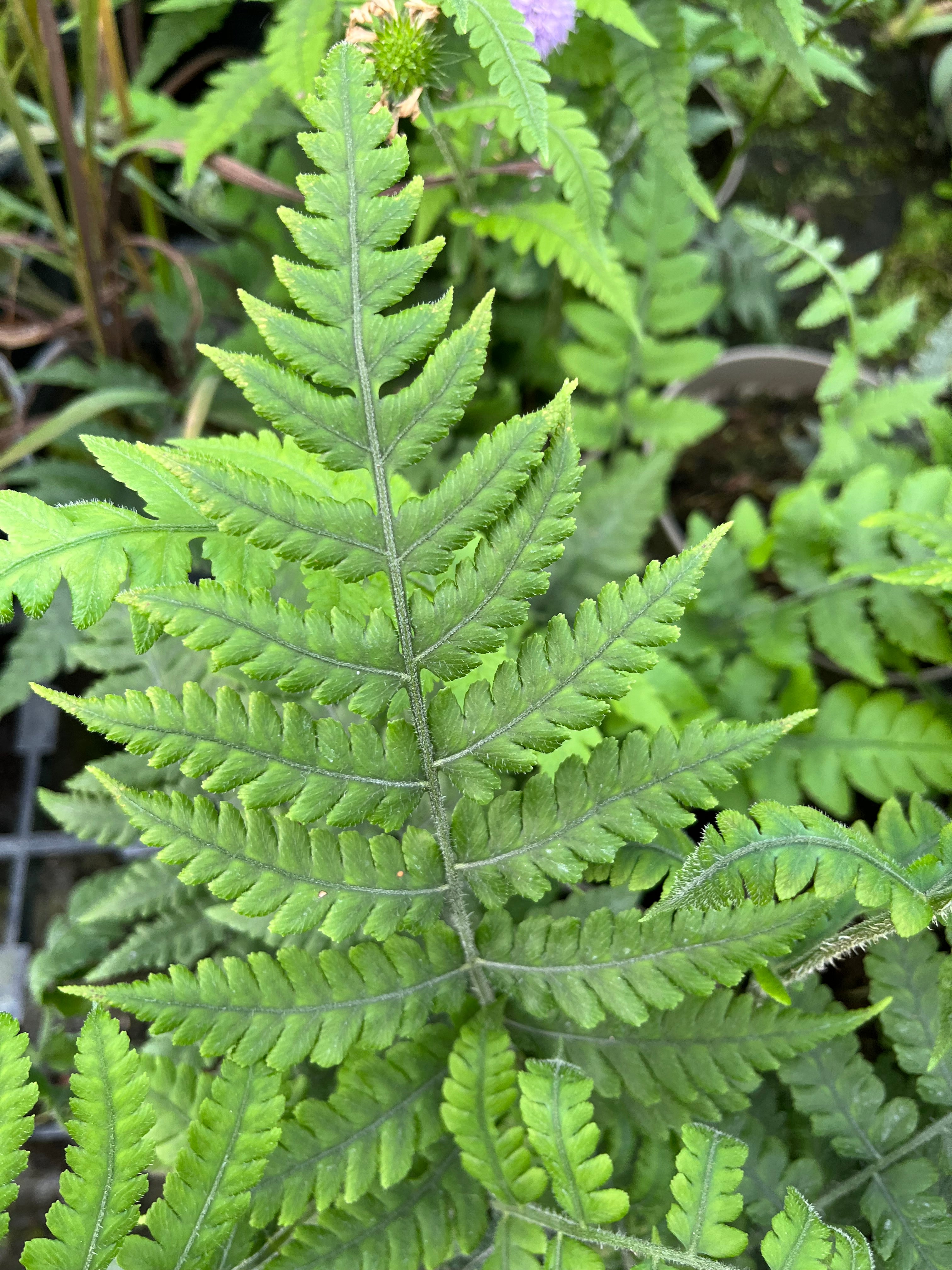 Deparia japonica