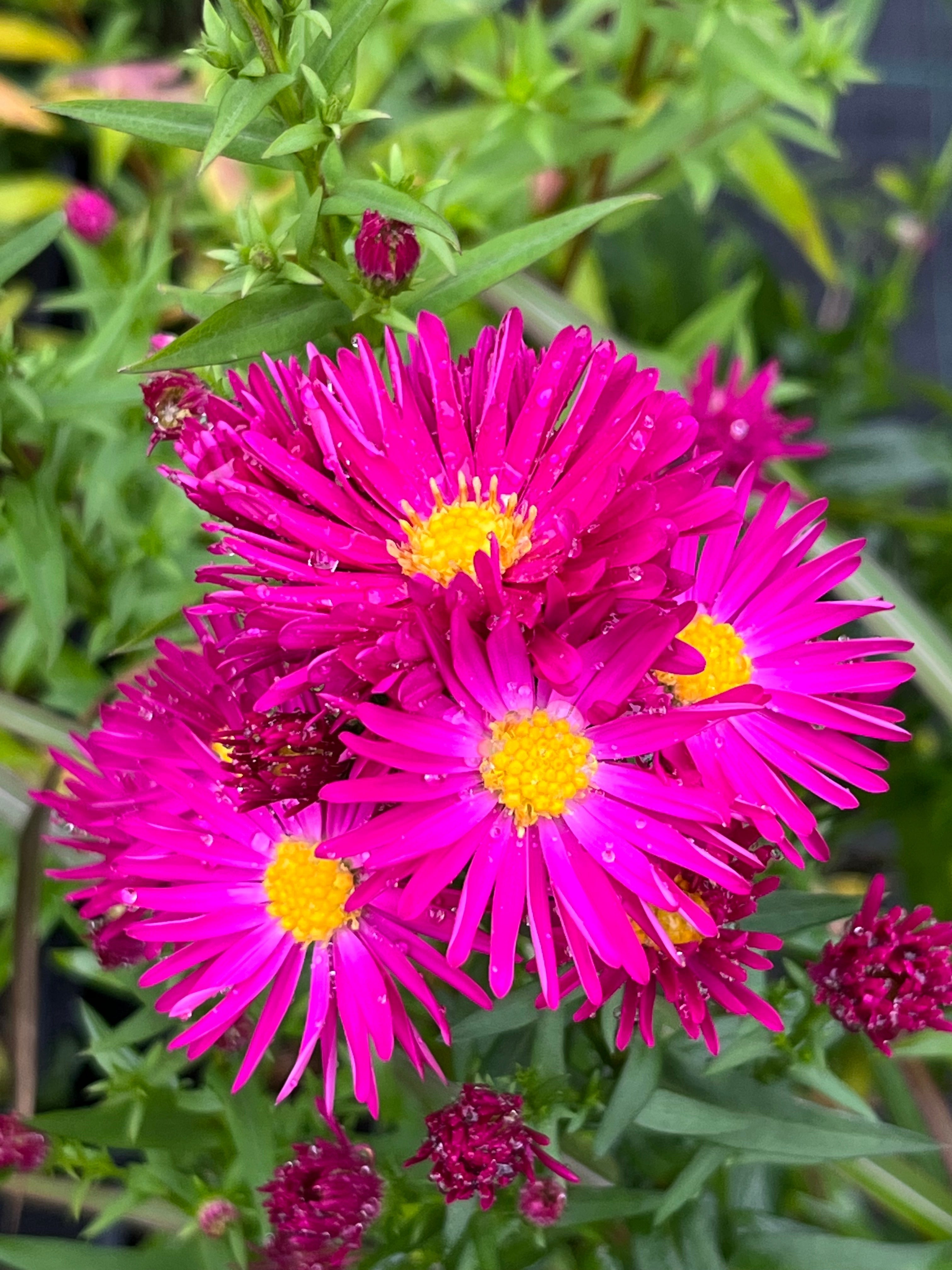 Aster (Symphyotrichum) novi-belgii ‘Winston S. Churchill&#39;