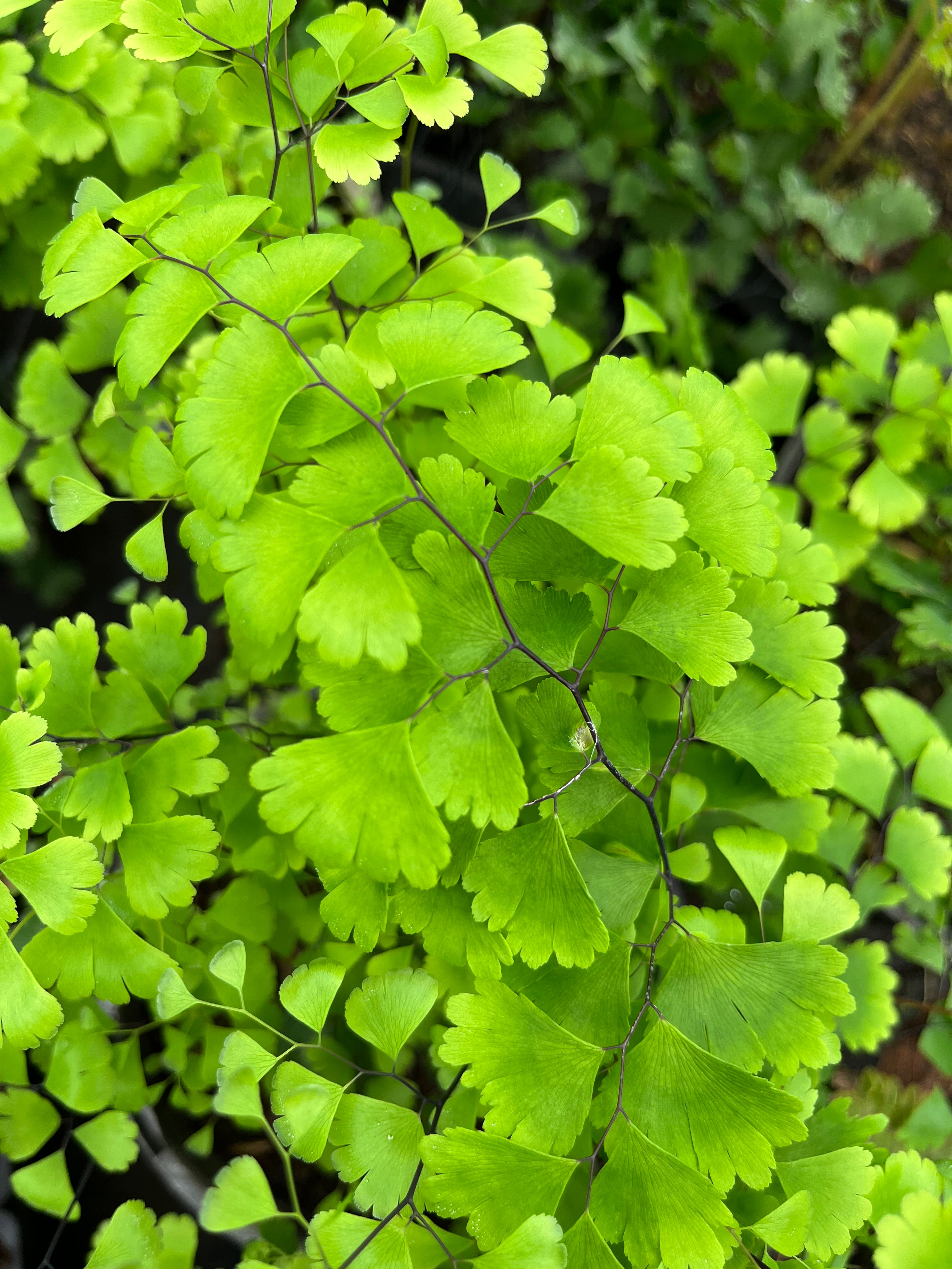 Adiantum capillus-veneris 'Texas'
