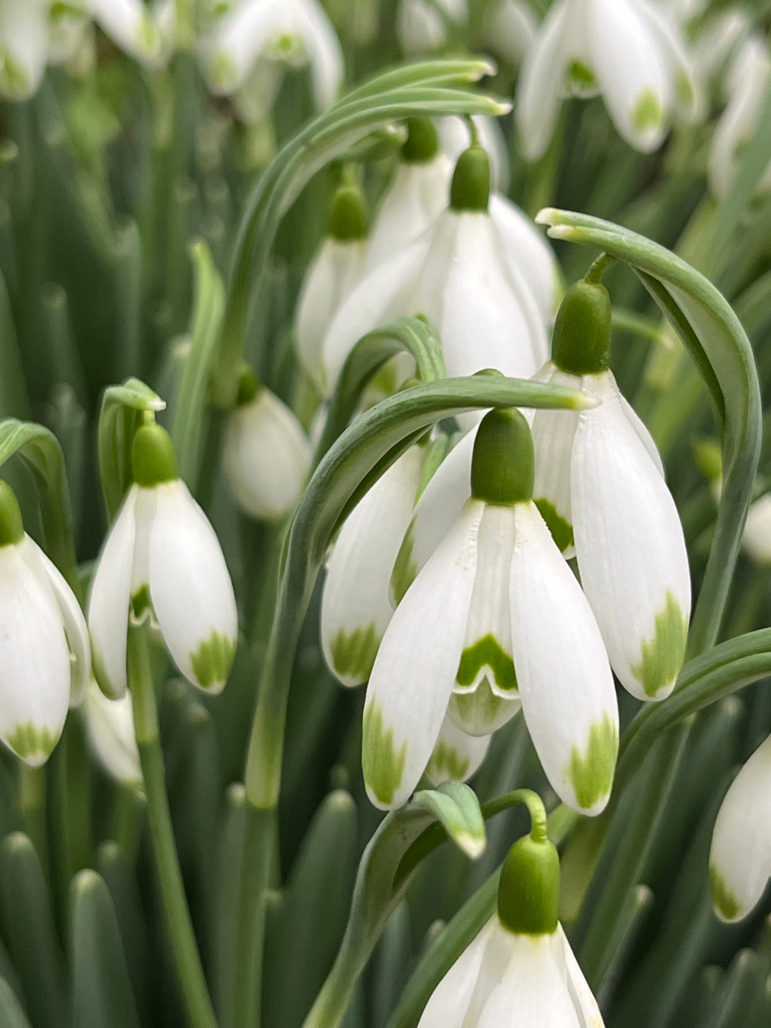 Galanthus nivalis ‘Viridapice’