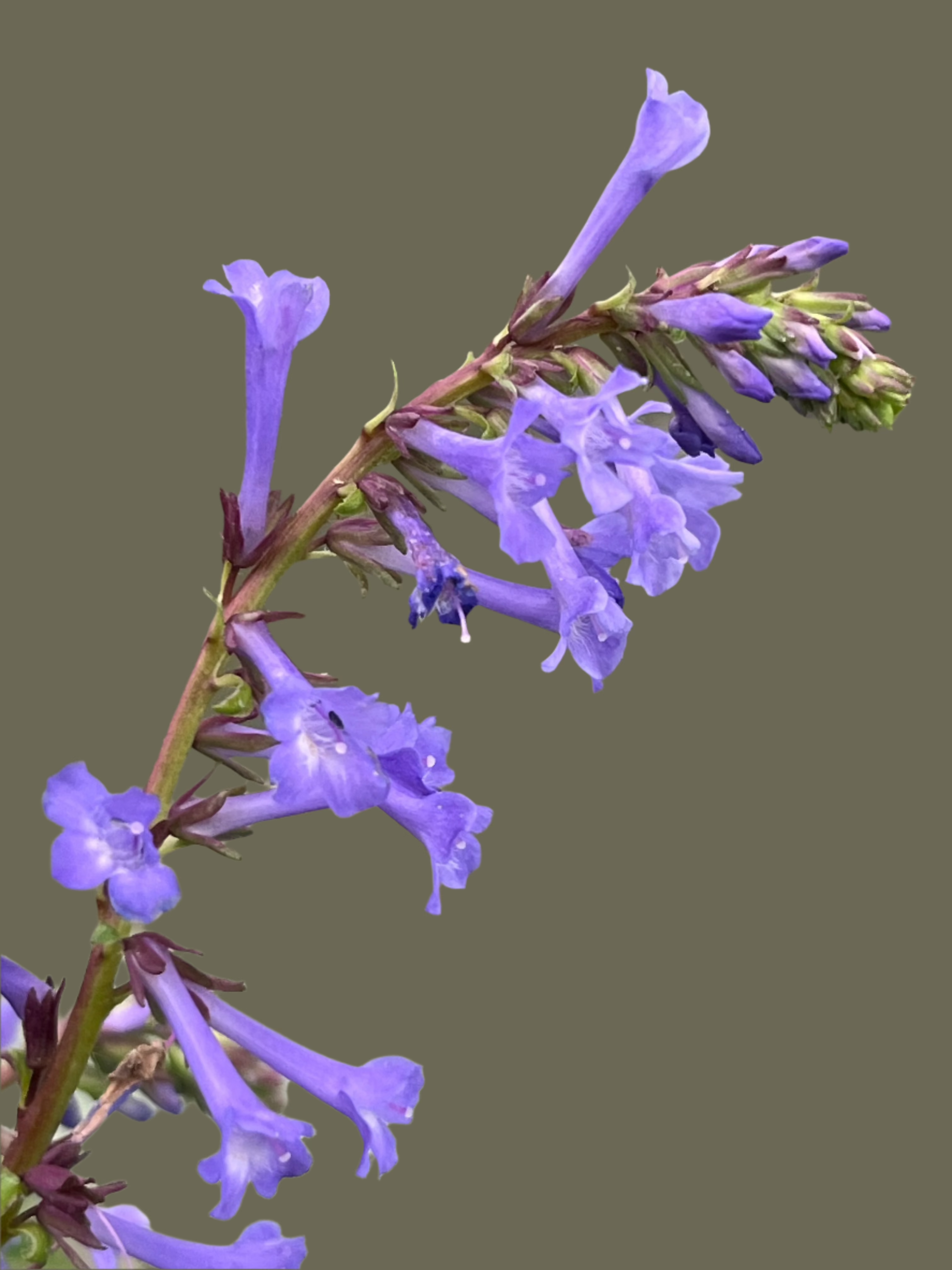 Wulfenia x schwarzii