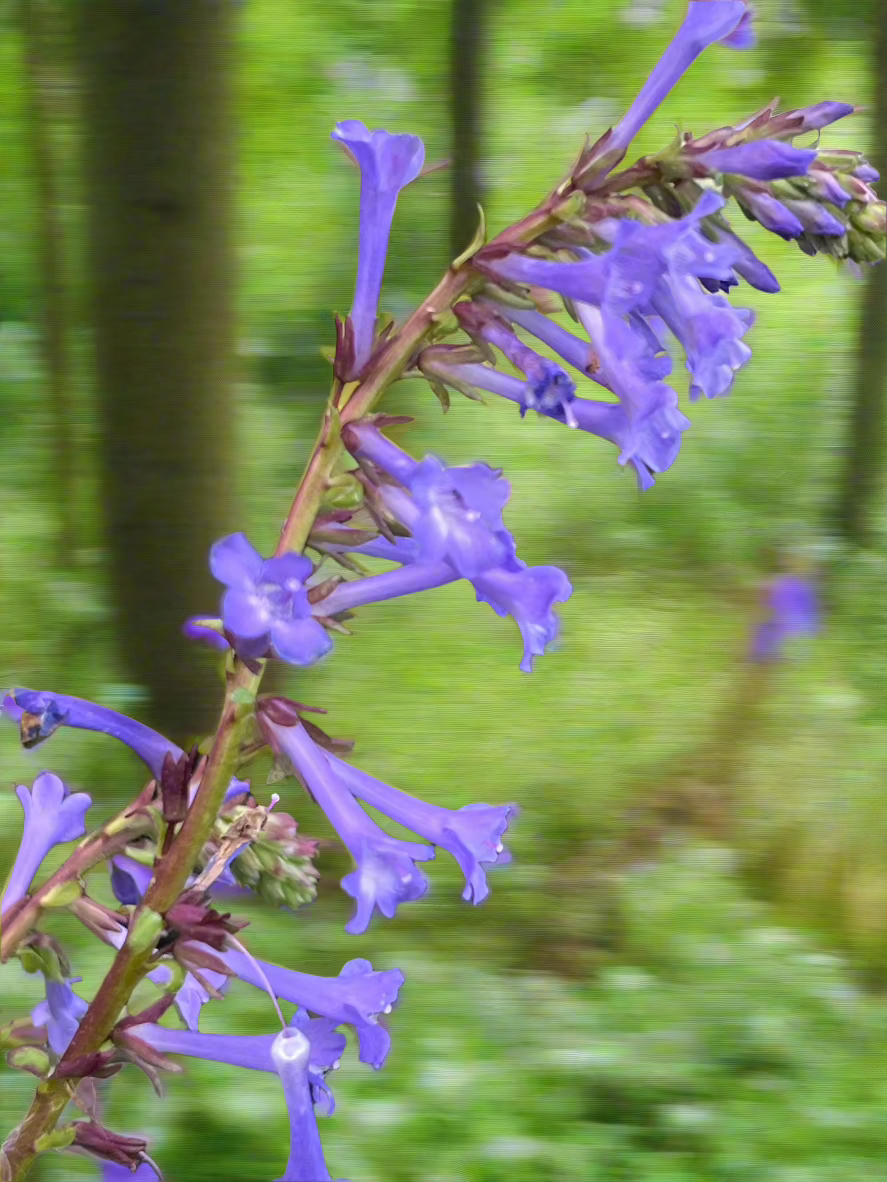 Wulfenia x schwarzii