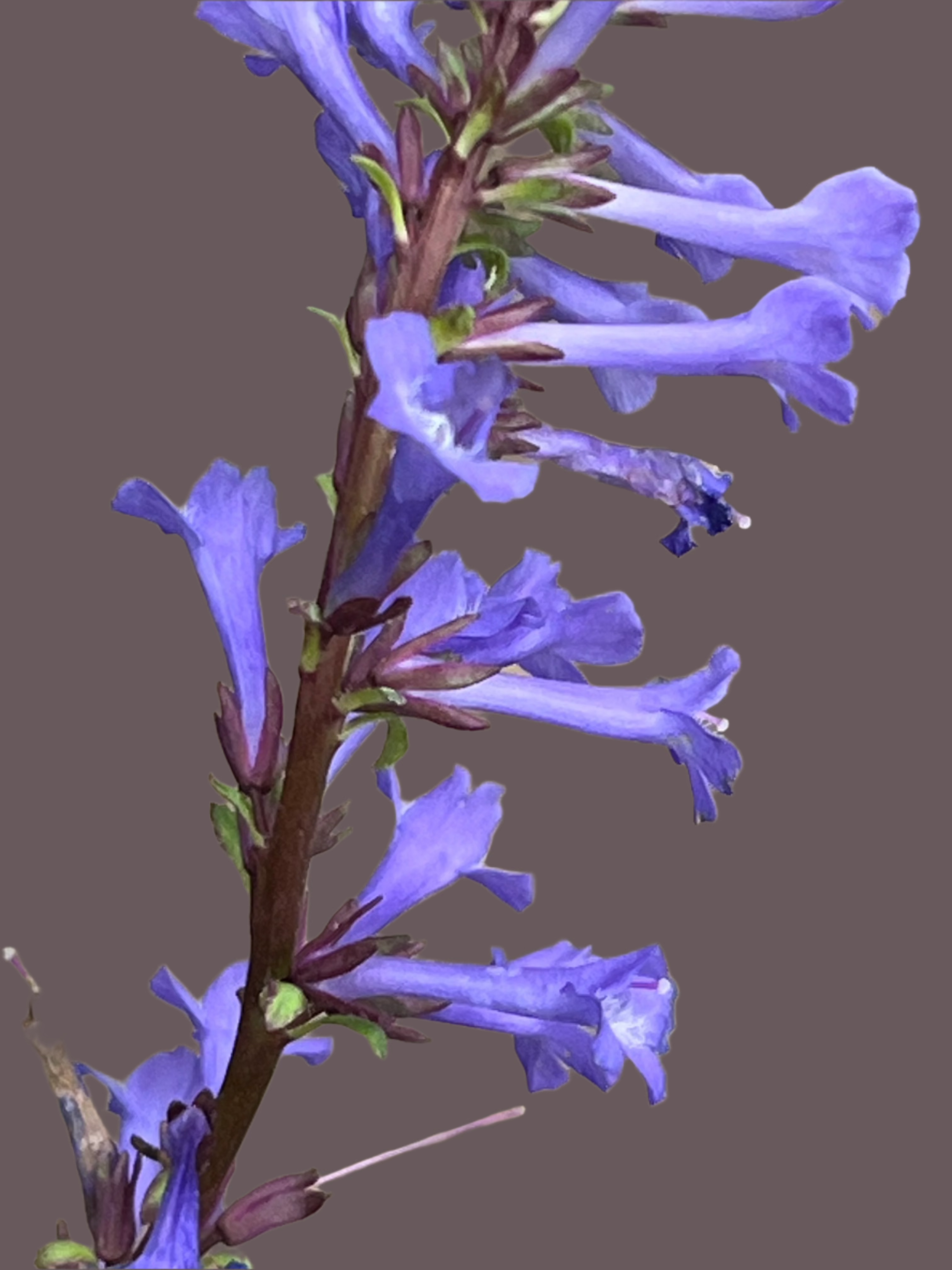 Wulfenia x schwarzii