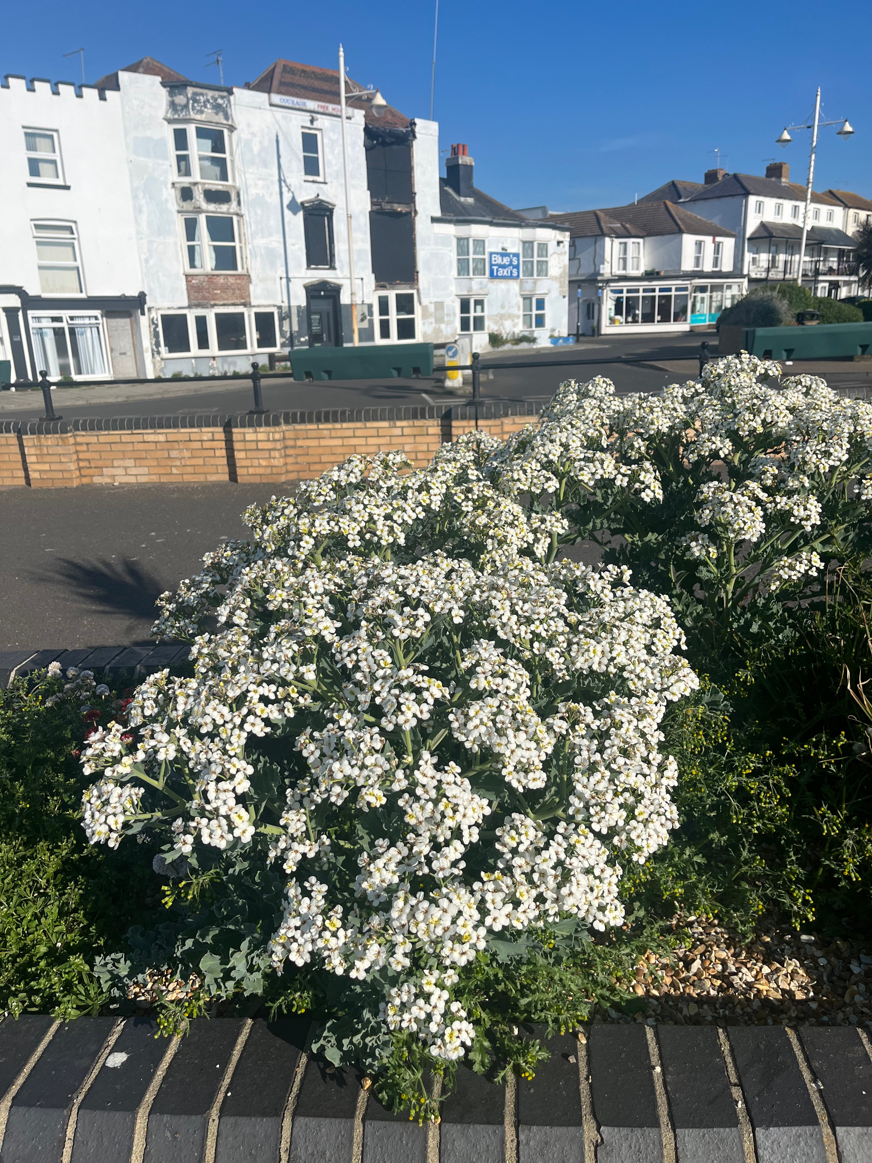 Crambe maritima