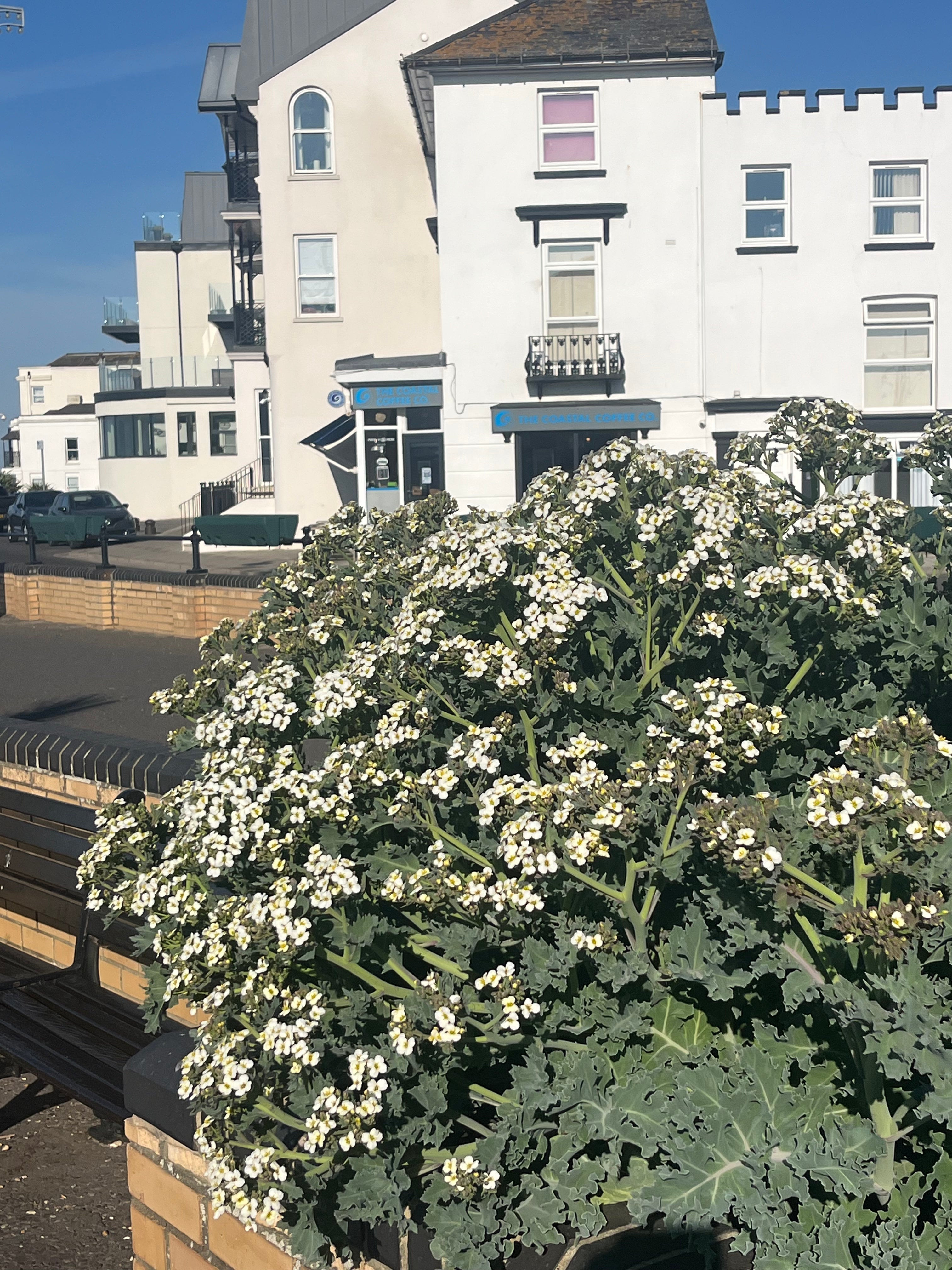 Crambe maritima