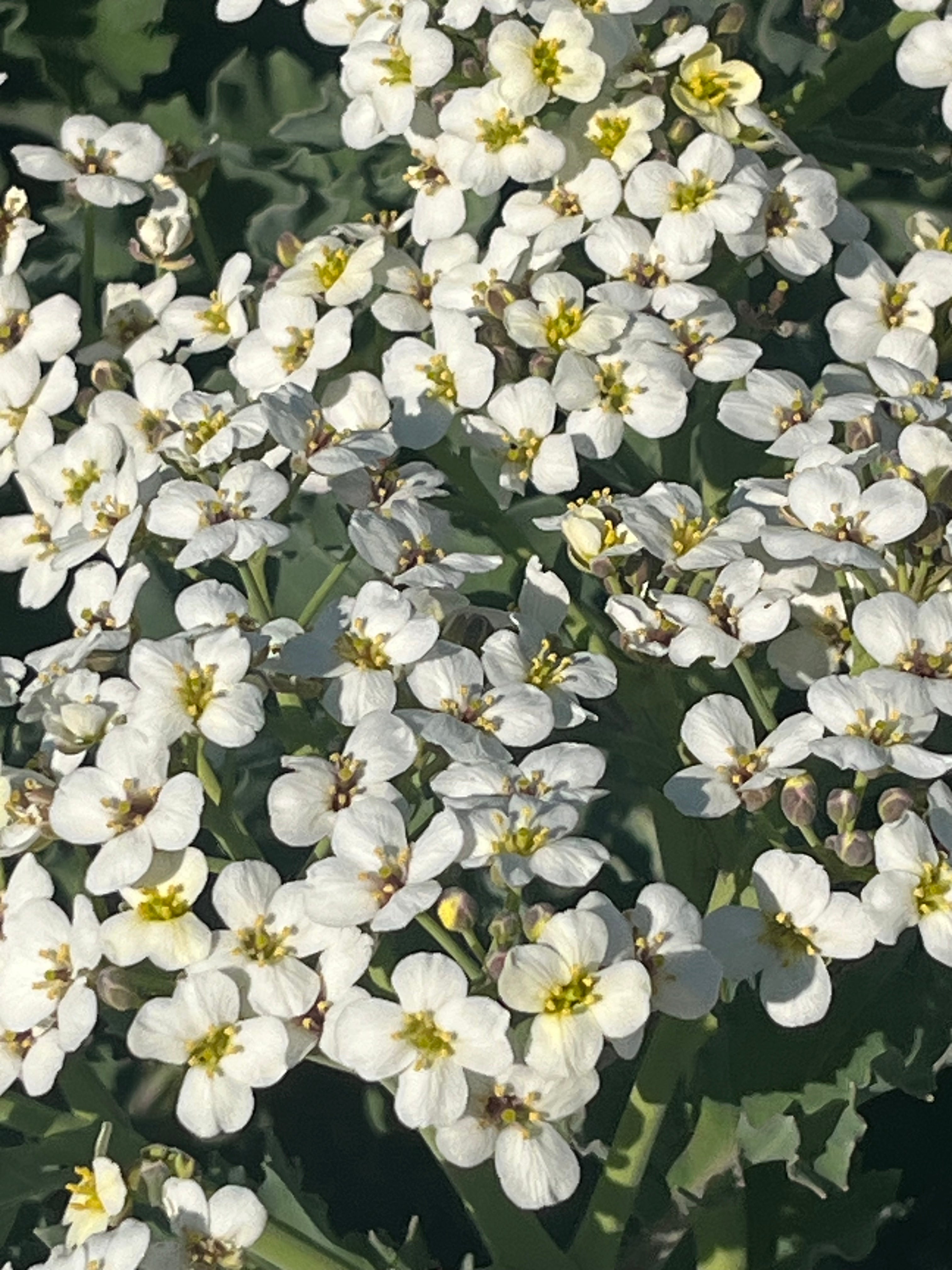 Crambe maritima