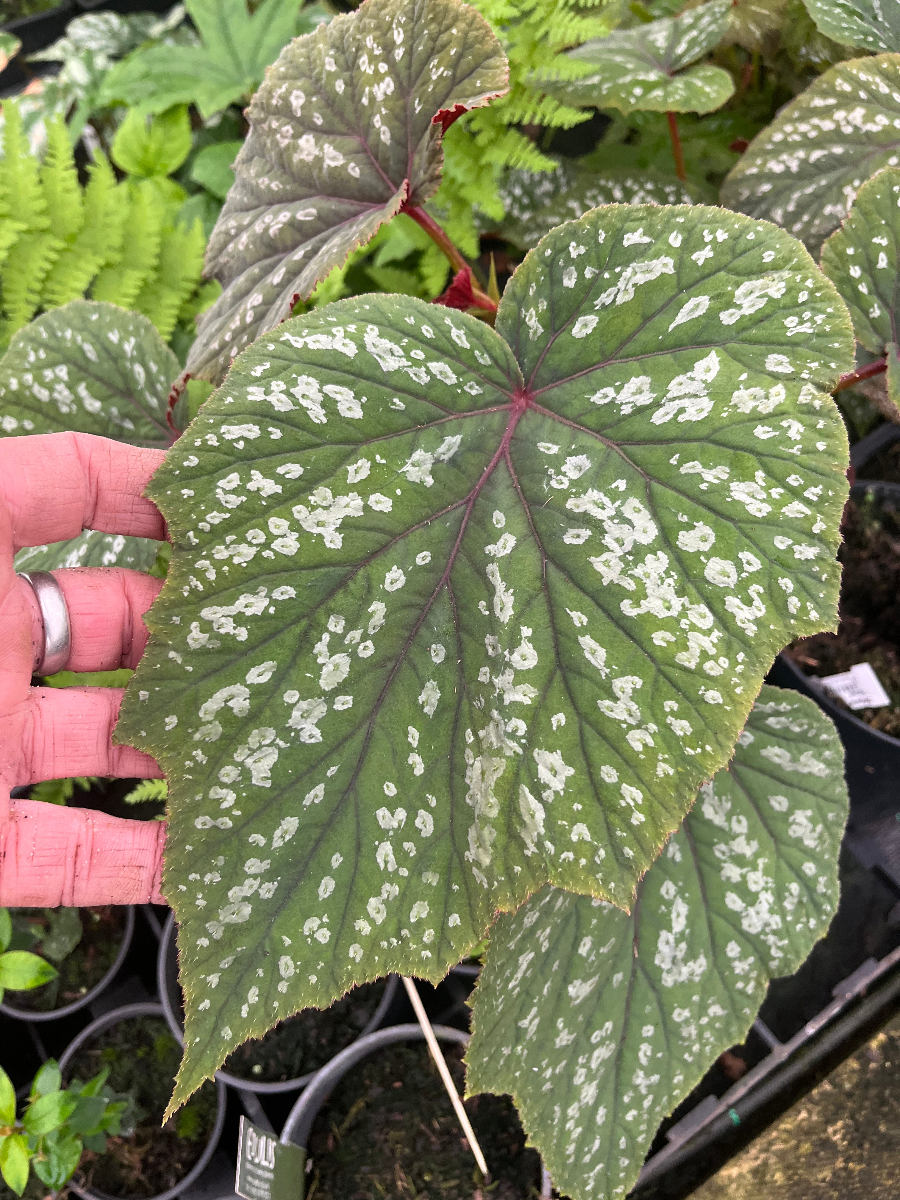 Begonia grandis 'Bells & Whistles'