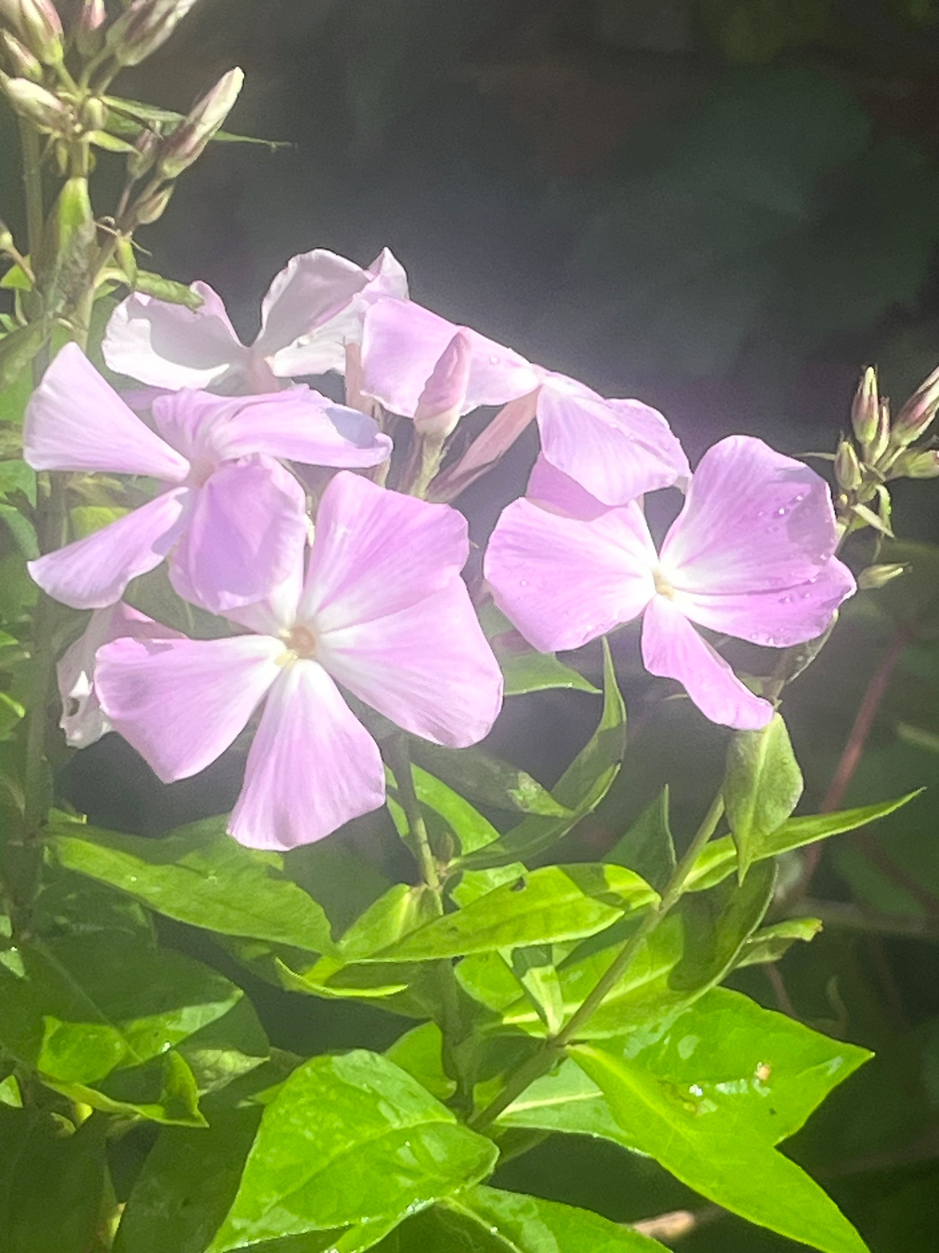 Phlox paniculata ‘Ksenija'