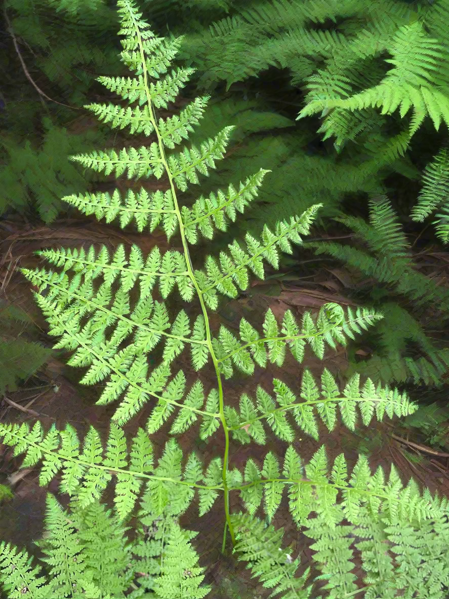 Athyrium spinulosum