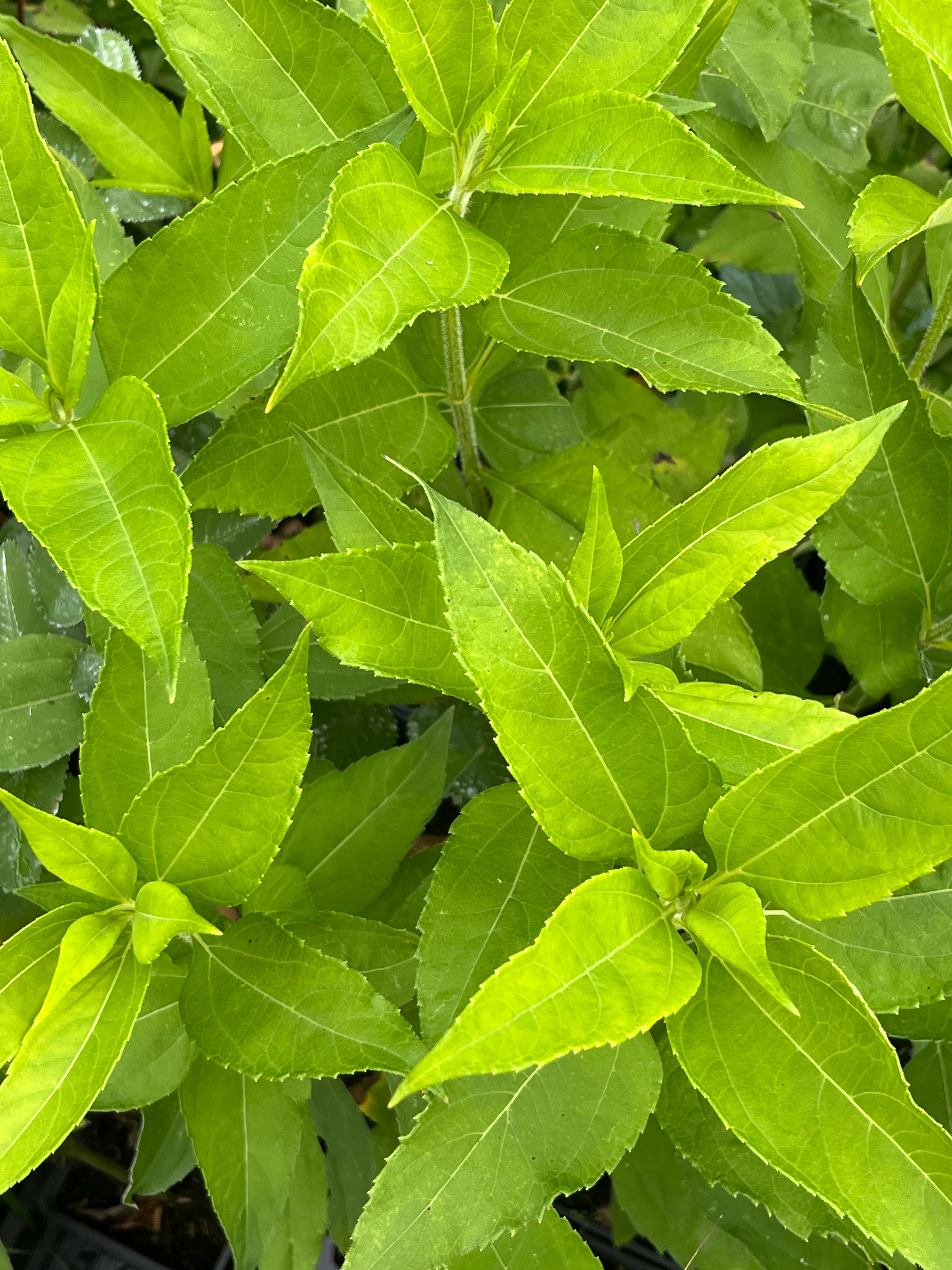 Helianthus tuberosus ‘Sakhalinski’