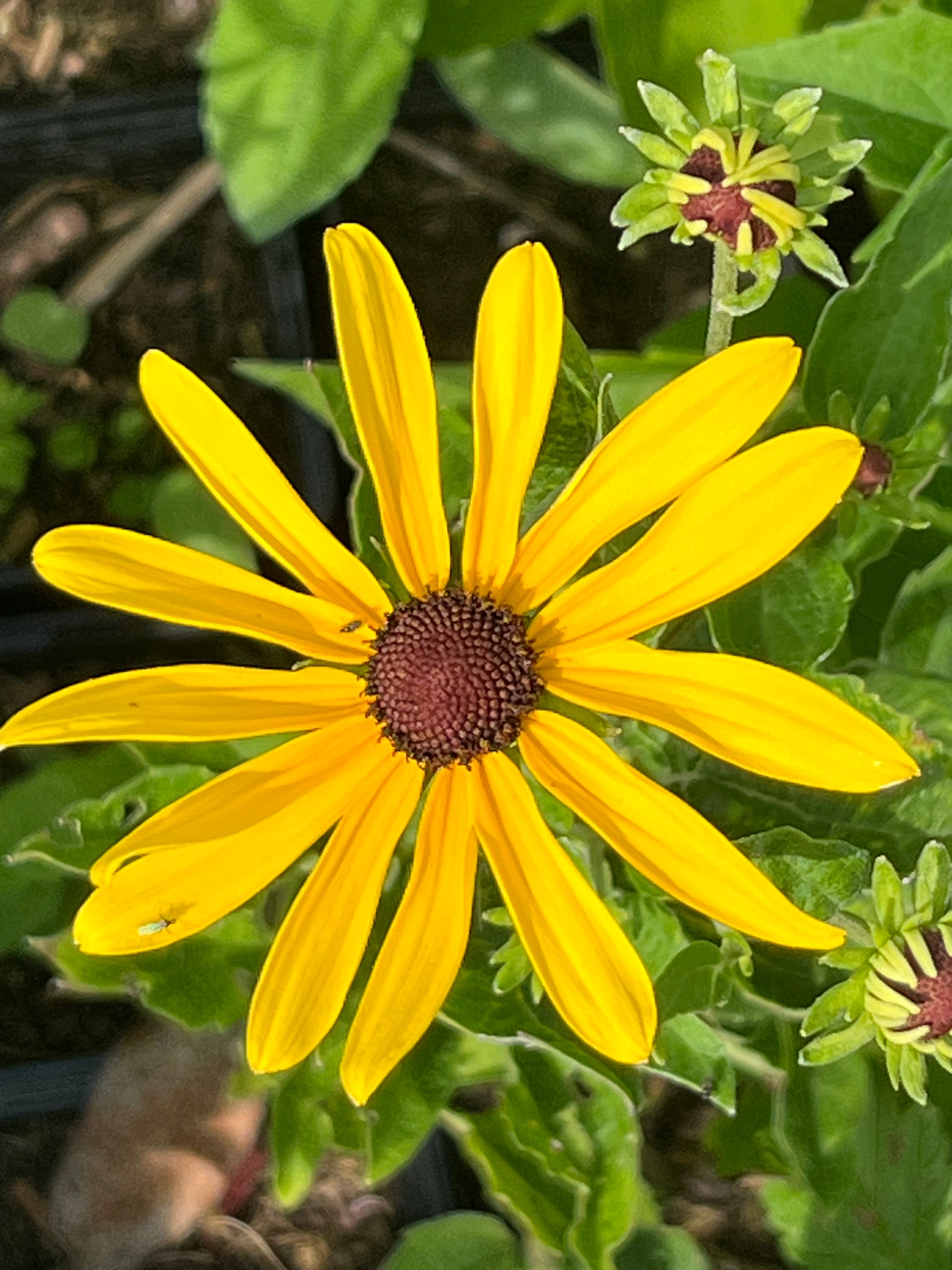 Rudbeckia subtomentosa 'Loofahsa Wheaten Gold'