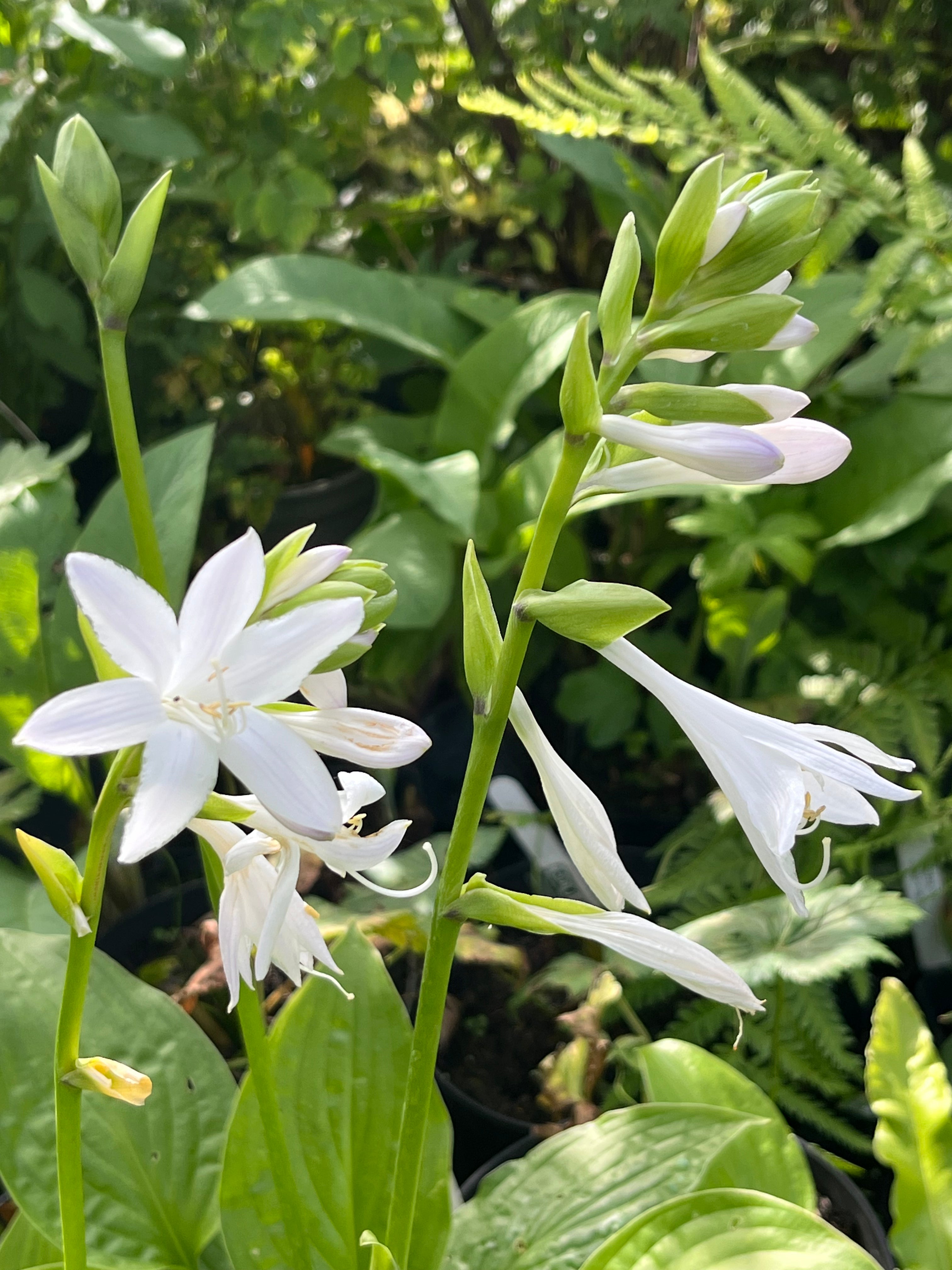 Hosta ‘Honeybells’ AGM