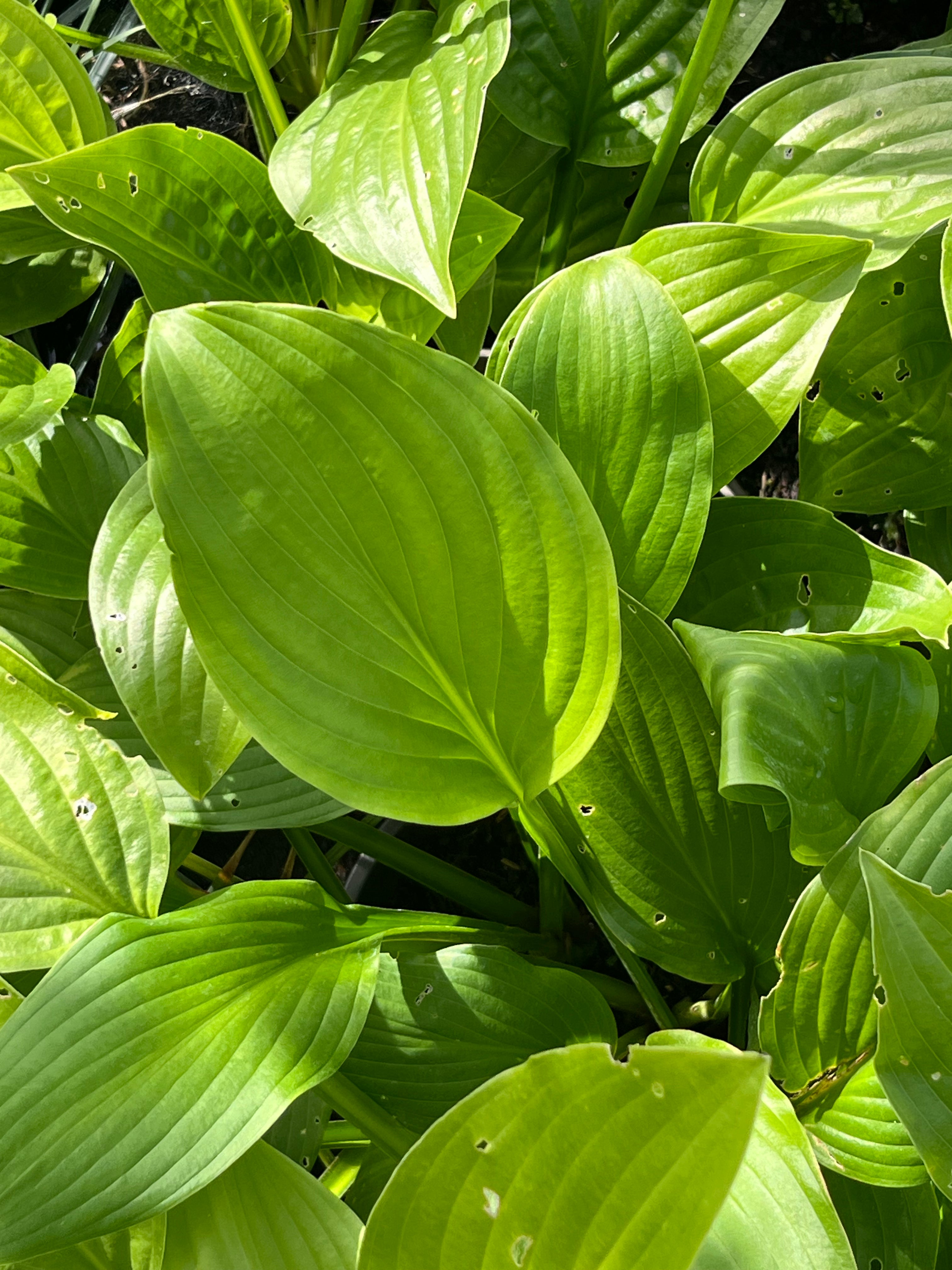 Hosta ‘Honeybells’ AGM