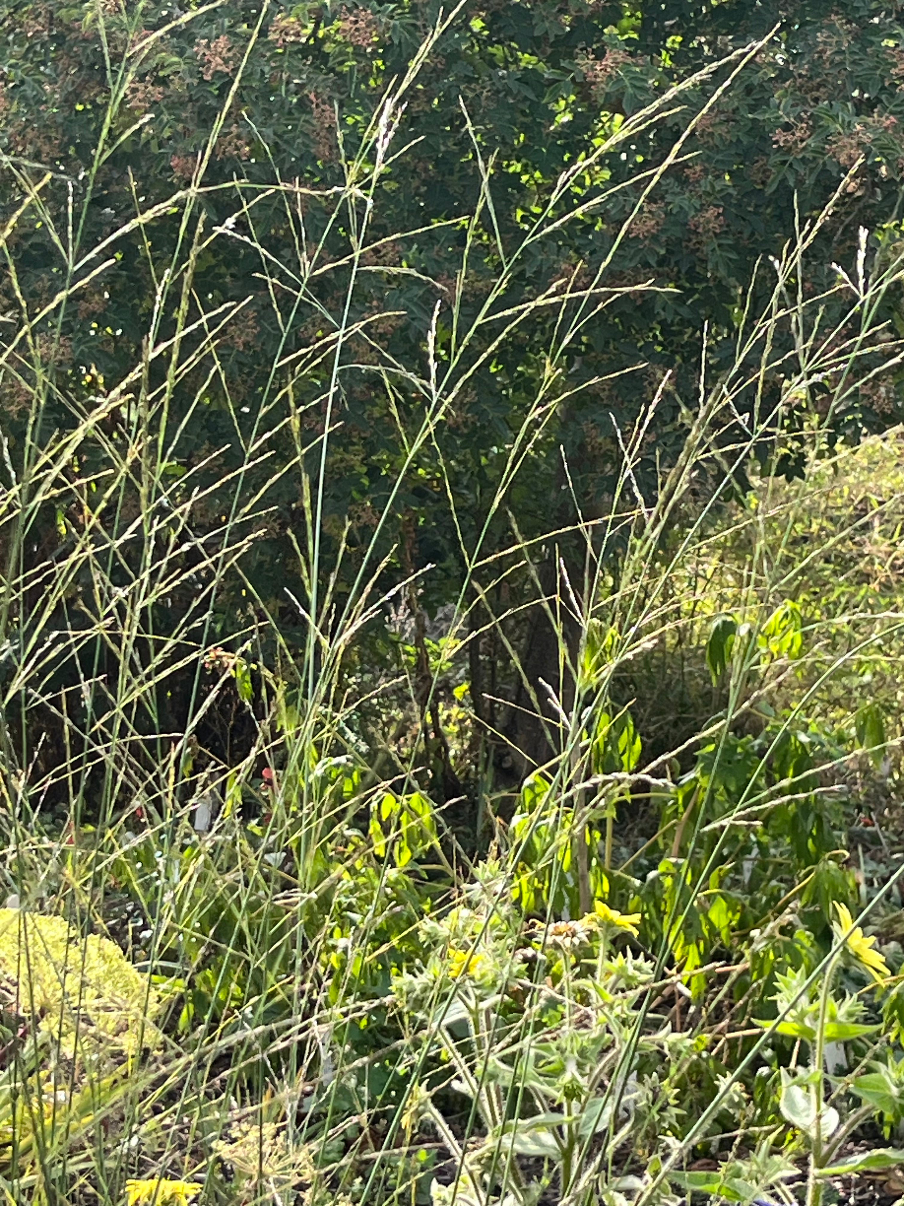 Molinia caerulea subsp. arundinacea ‘Transparent'