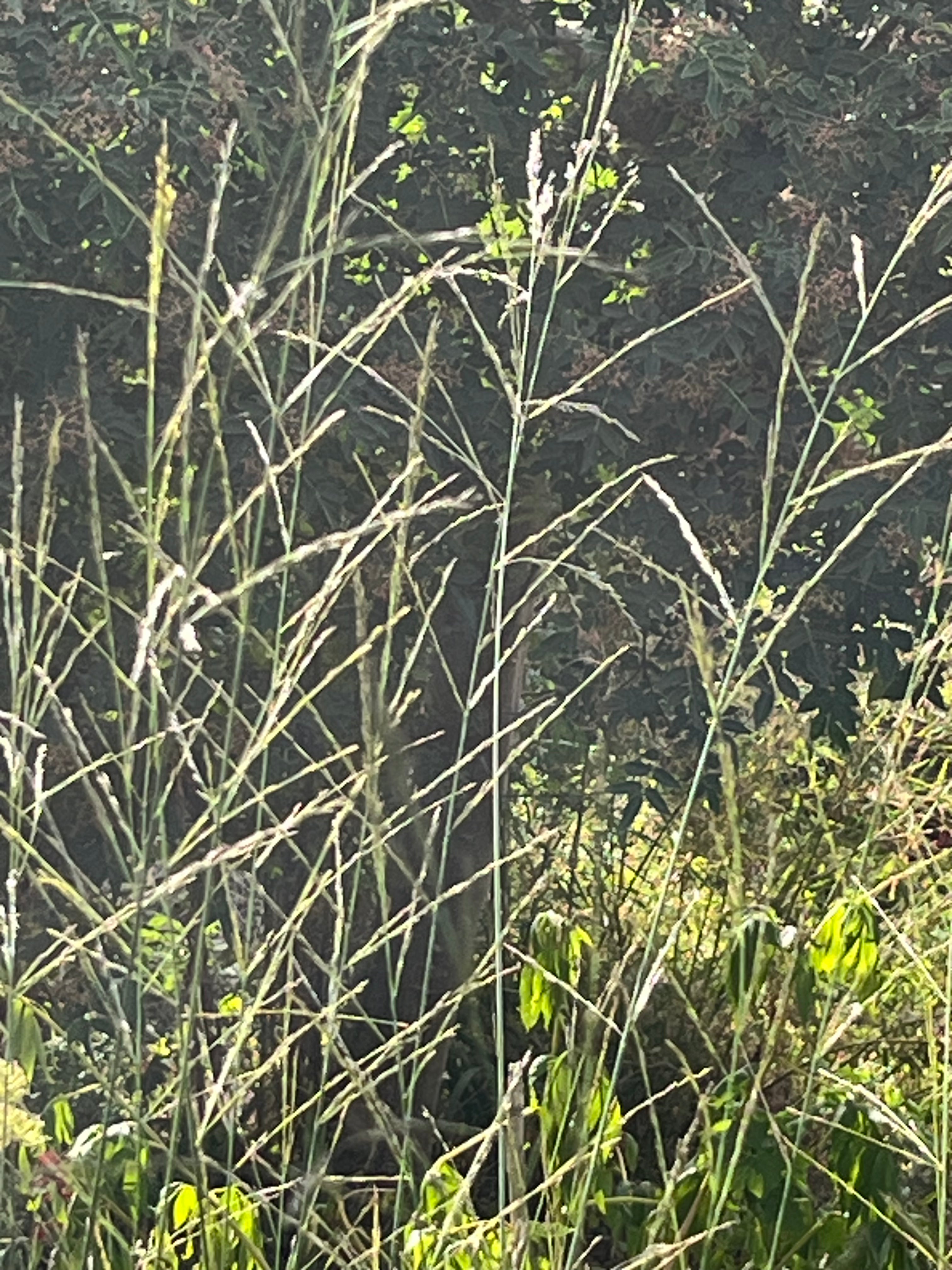 Molinia caerulea subsp. arundinacea ‘Transparent'